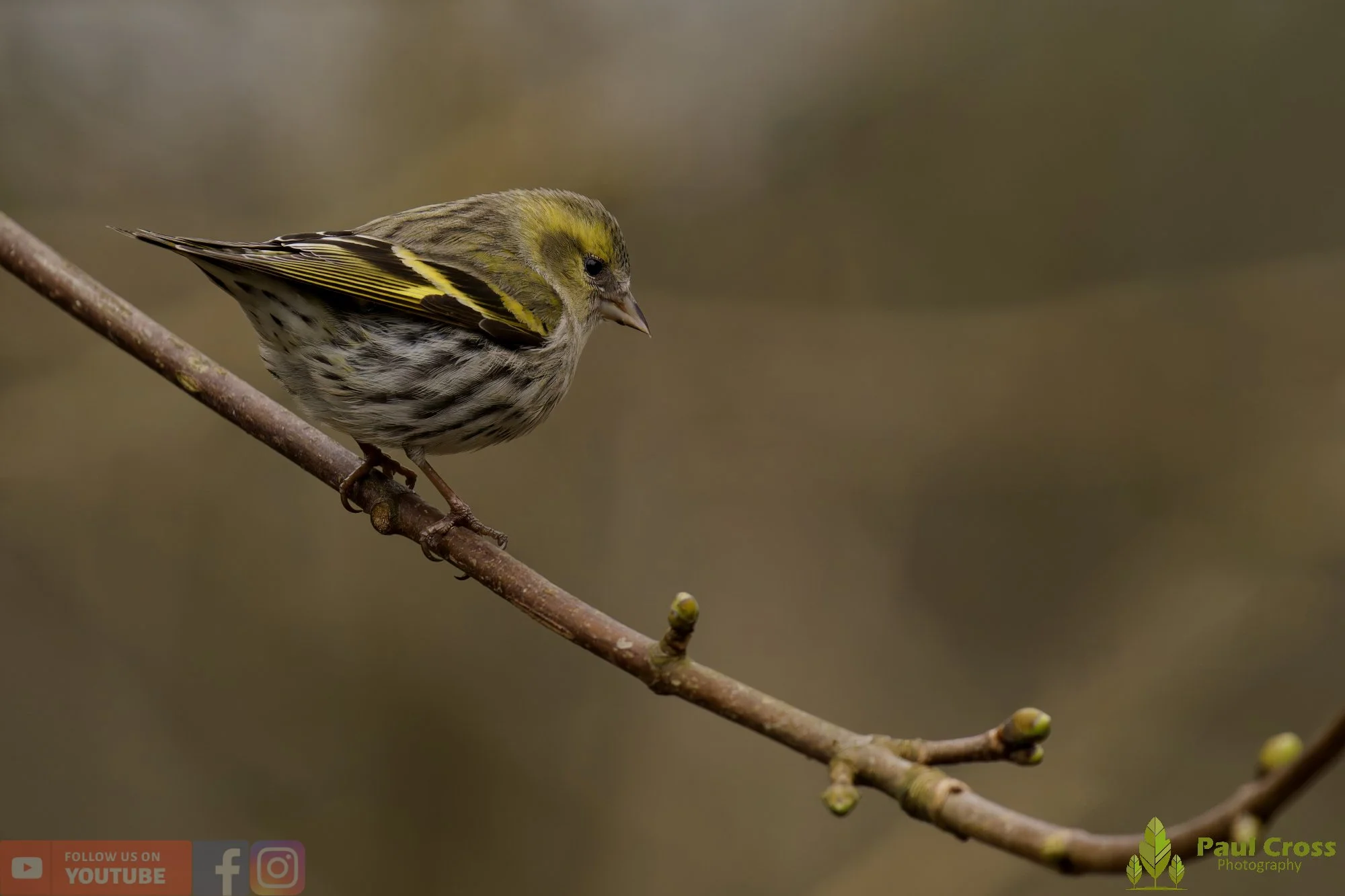 Siskin-00424.jpg