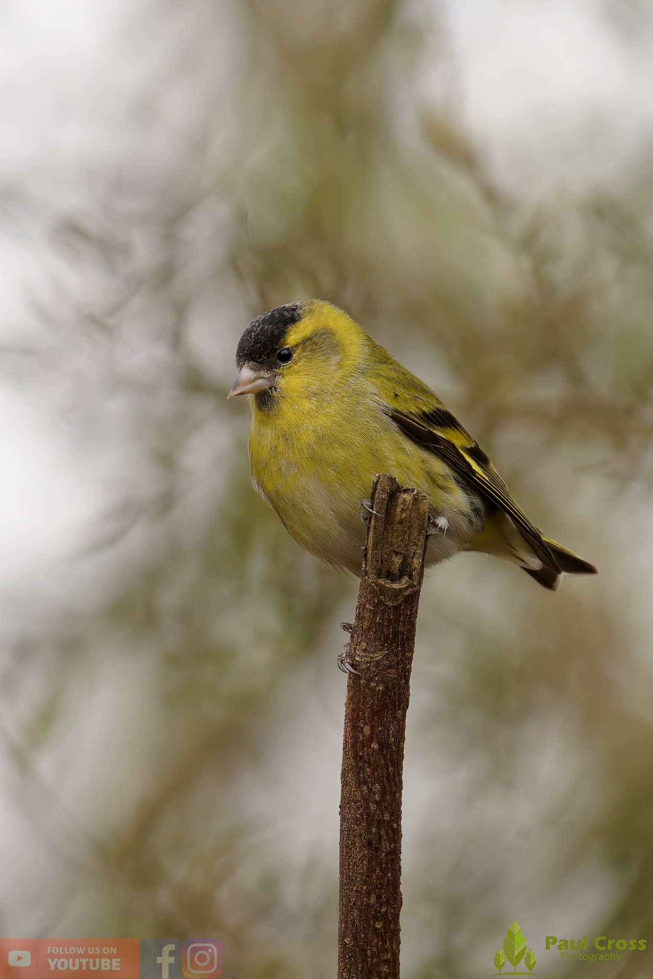 Siskin-00425.jpg