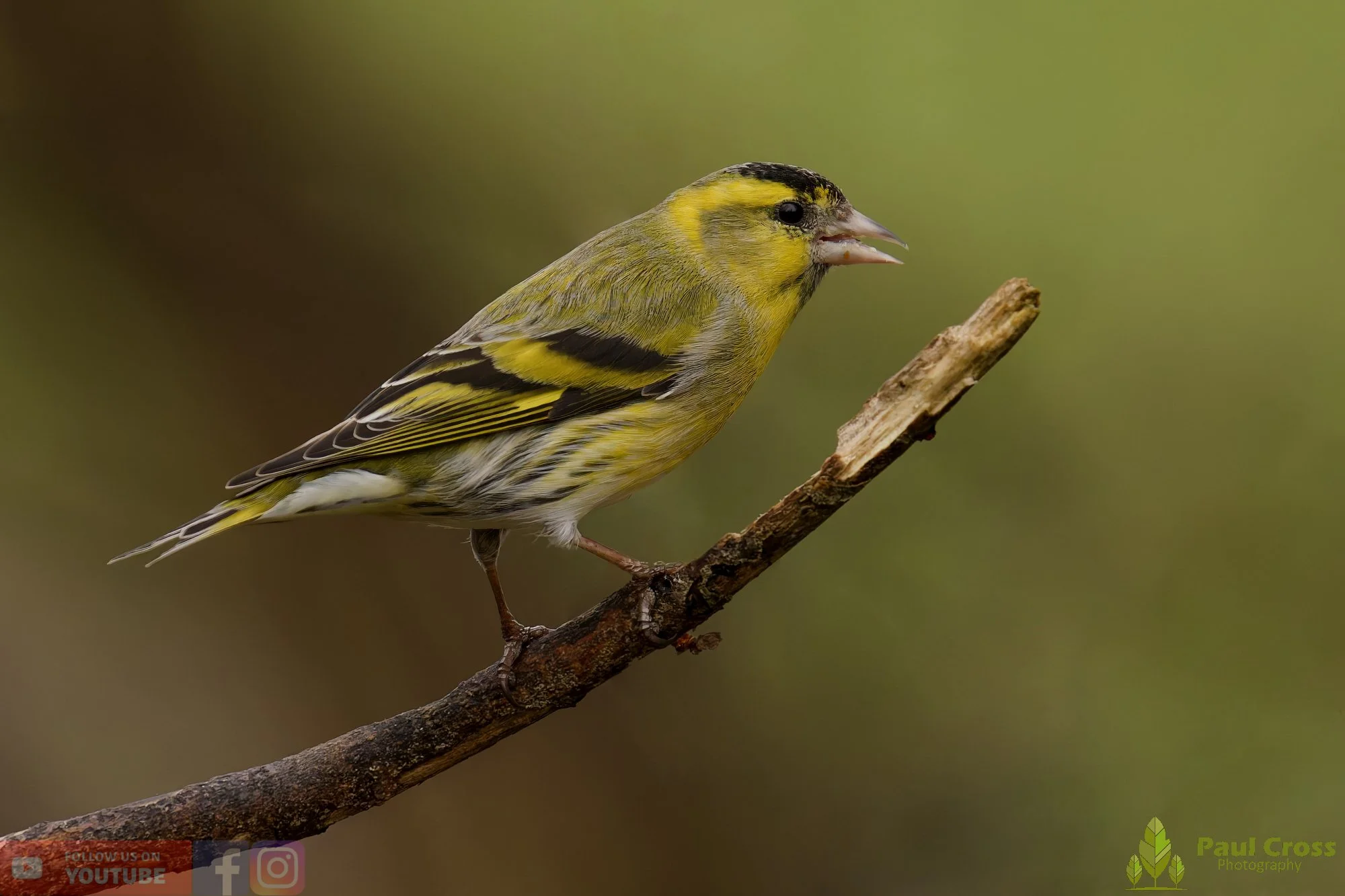 Siskin-00426.jpg