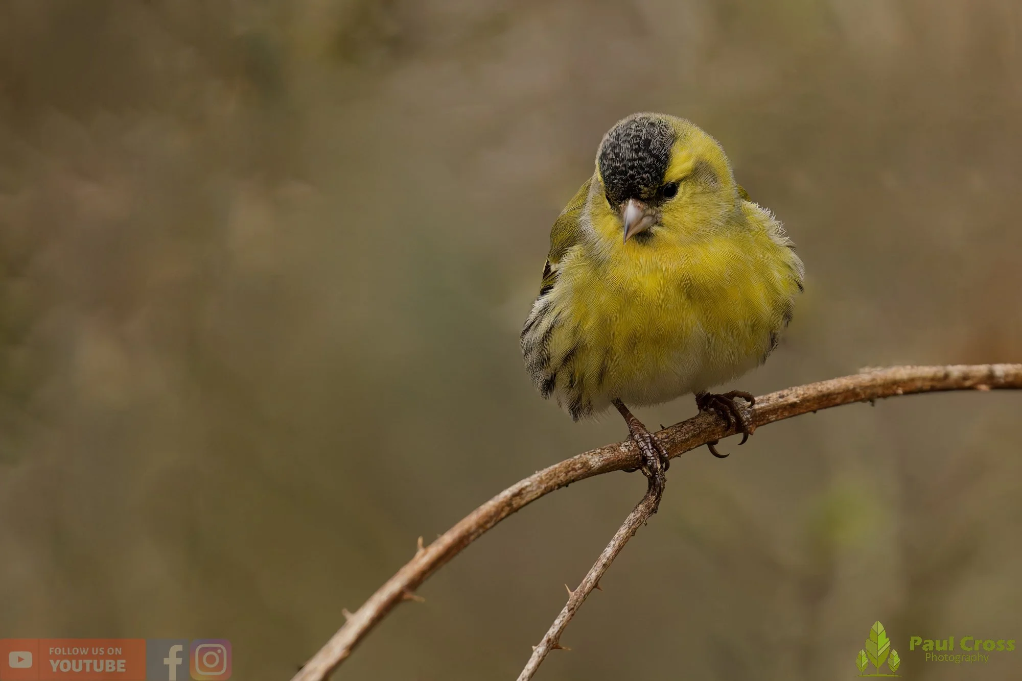 Siskin-00427.jpg