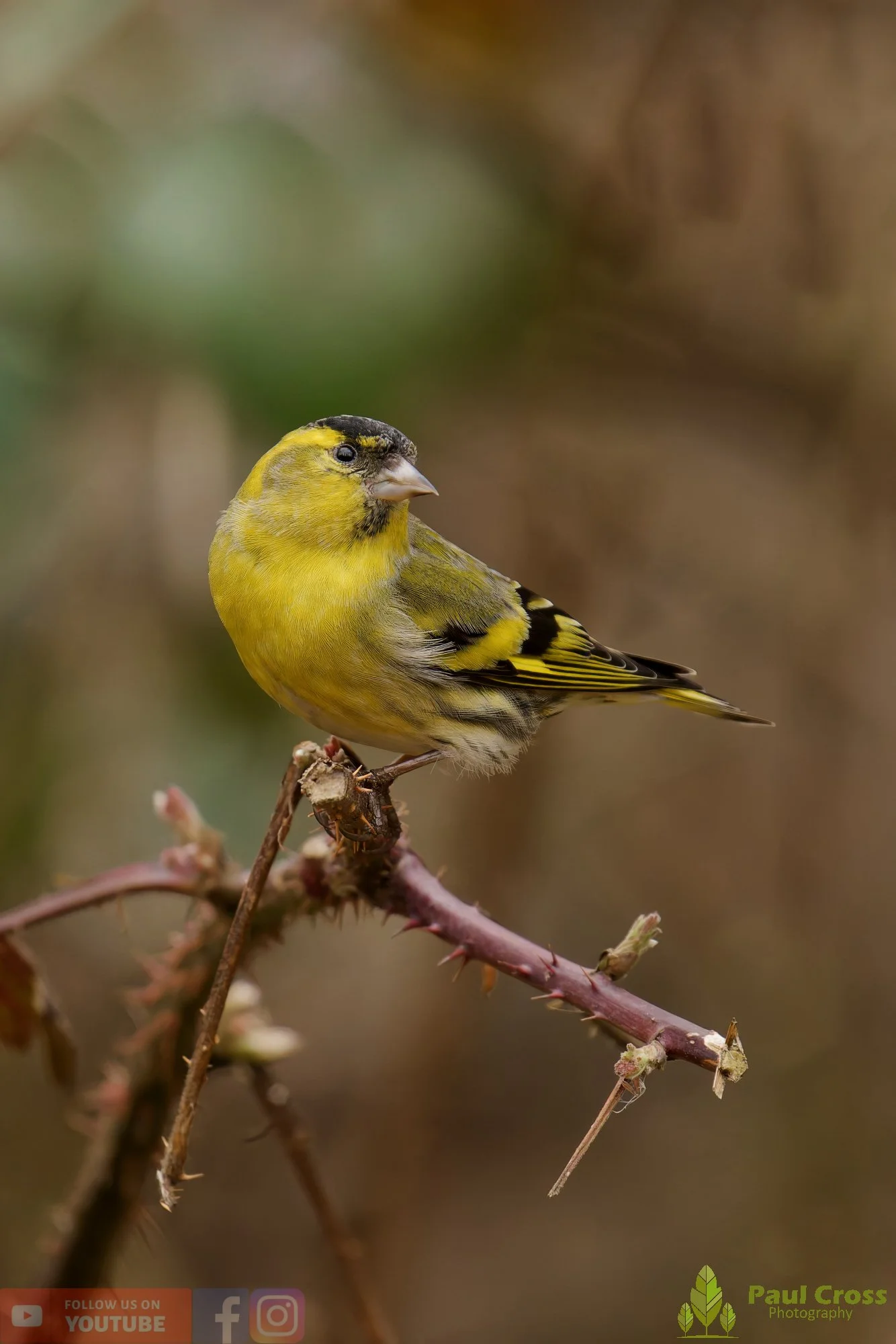 Siskin-00428.jpg