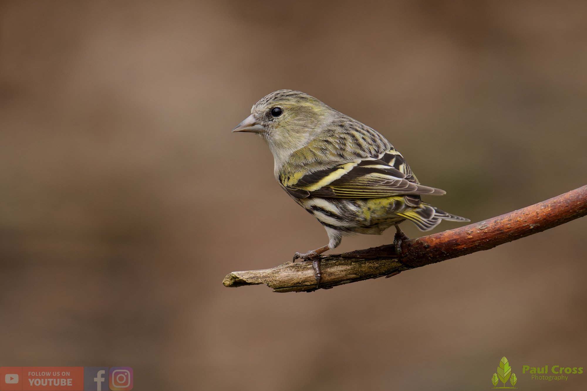 Siskin-00429.jpg
