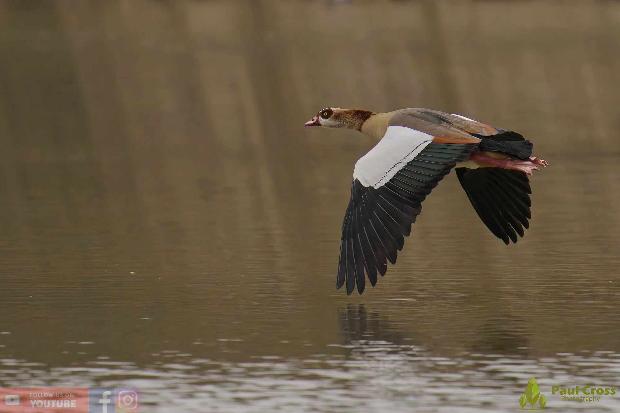 Egyptian Goose-00126.jpg