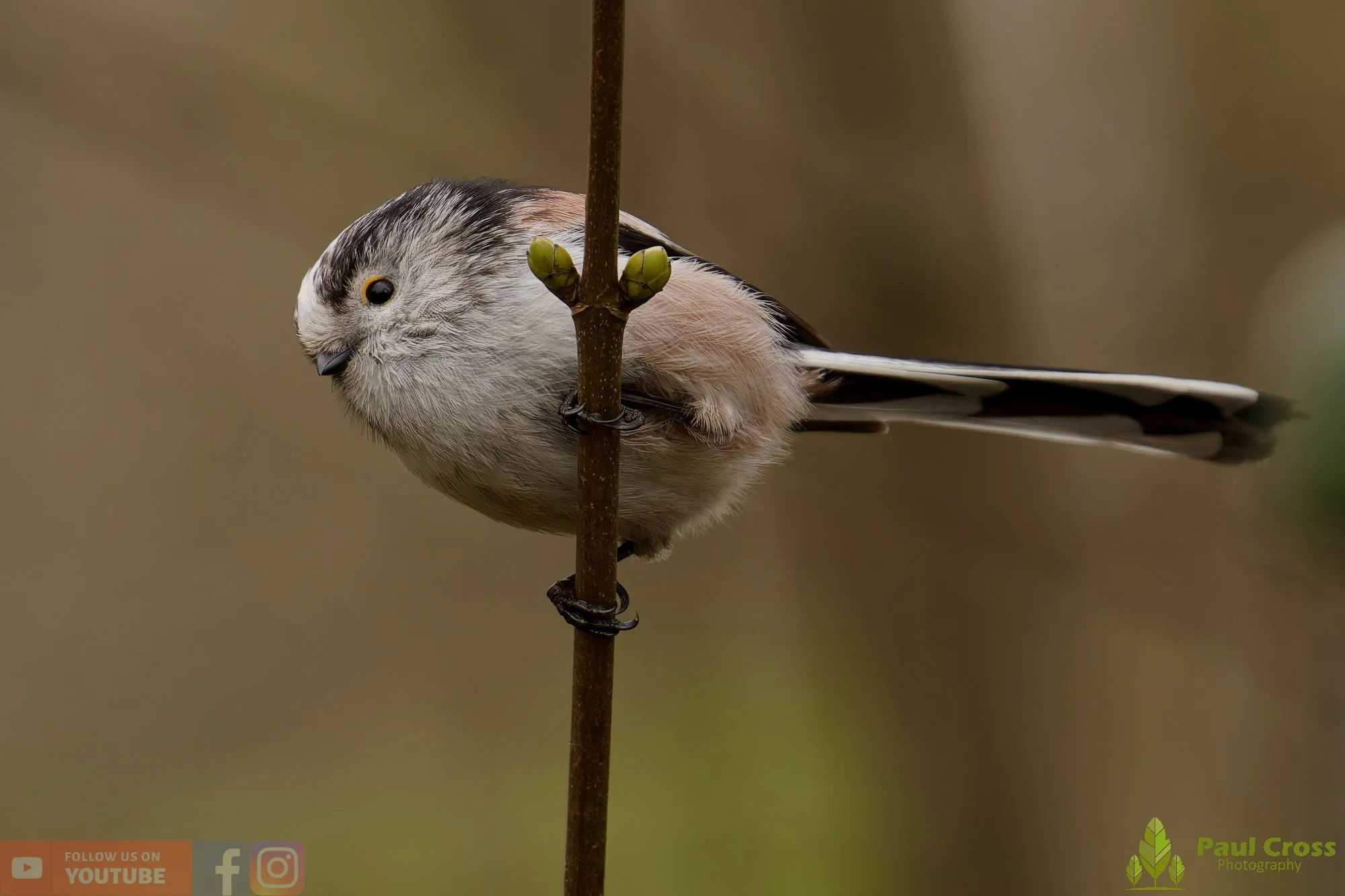 Long Tailed Tit-00377.jpg