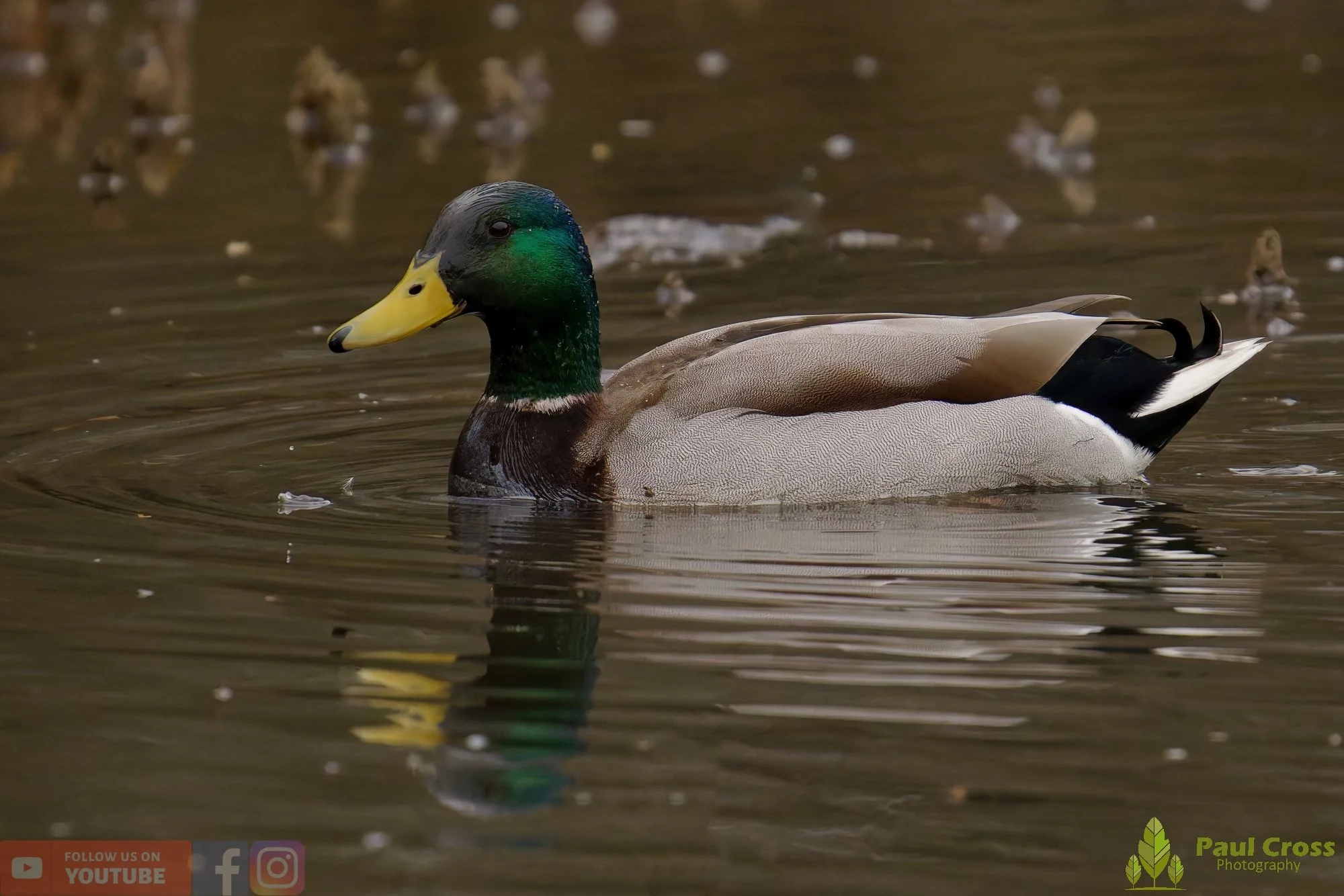 Mallard Duck-01225.jpg