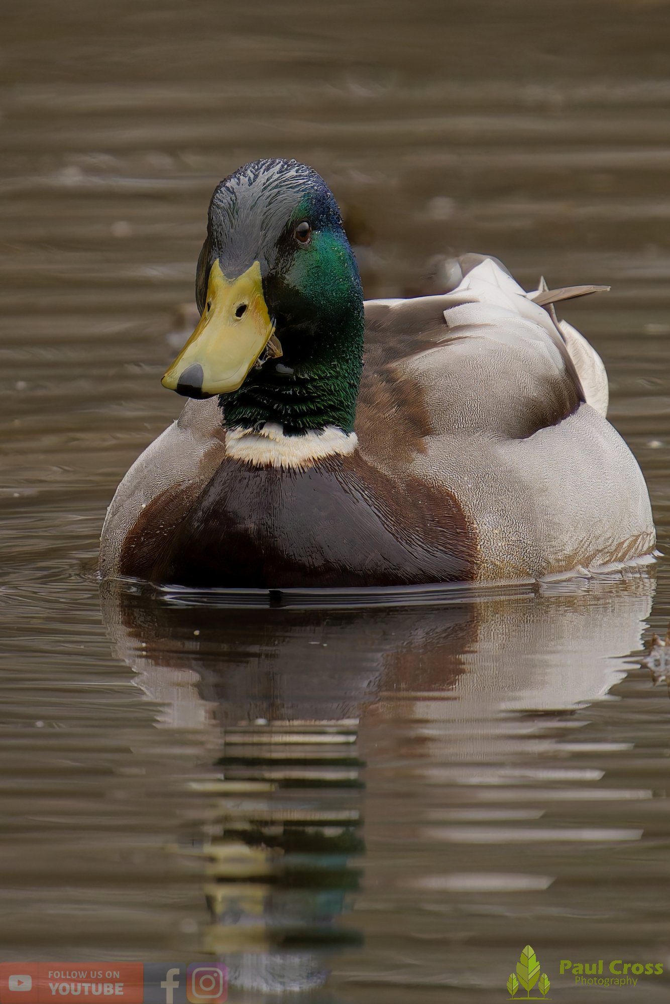 Mallard Duck-01226.jpg