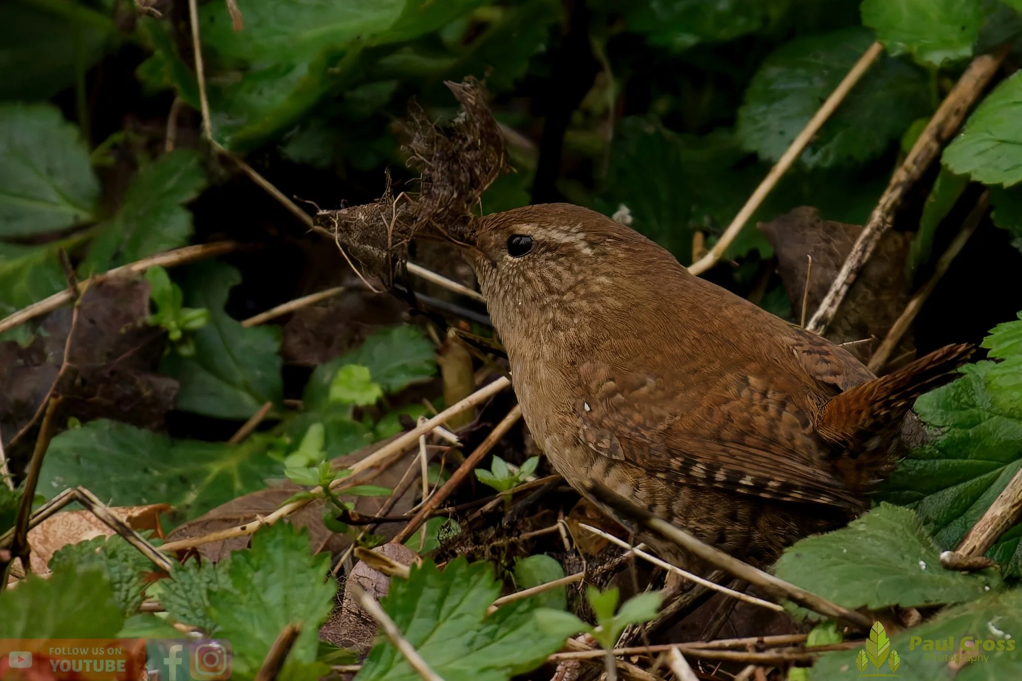 Wren-00589.jpg