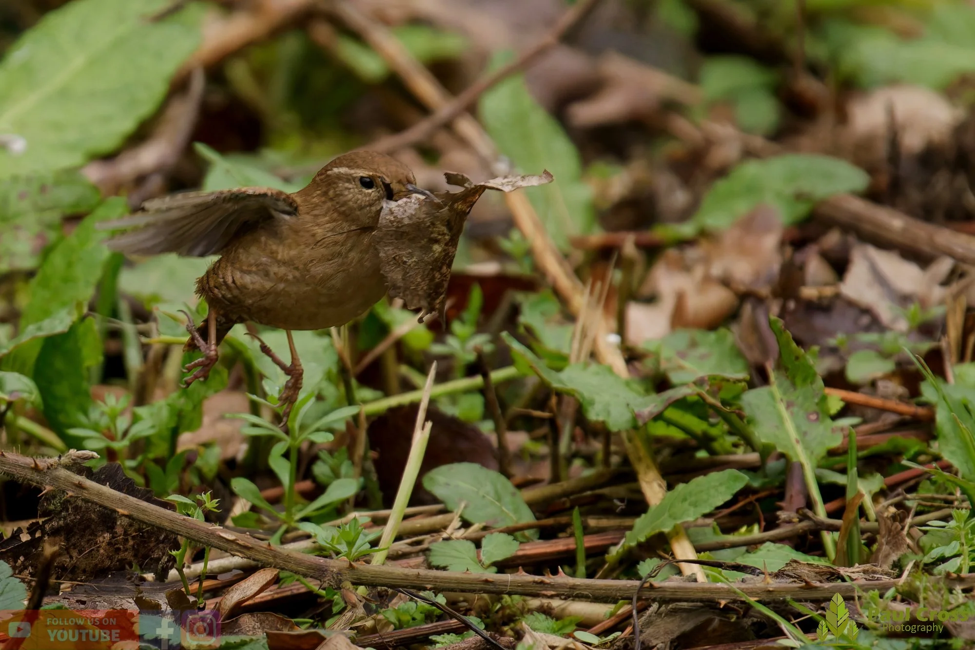 Wren-00591.jpg