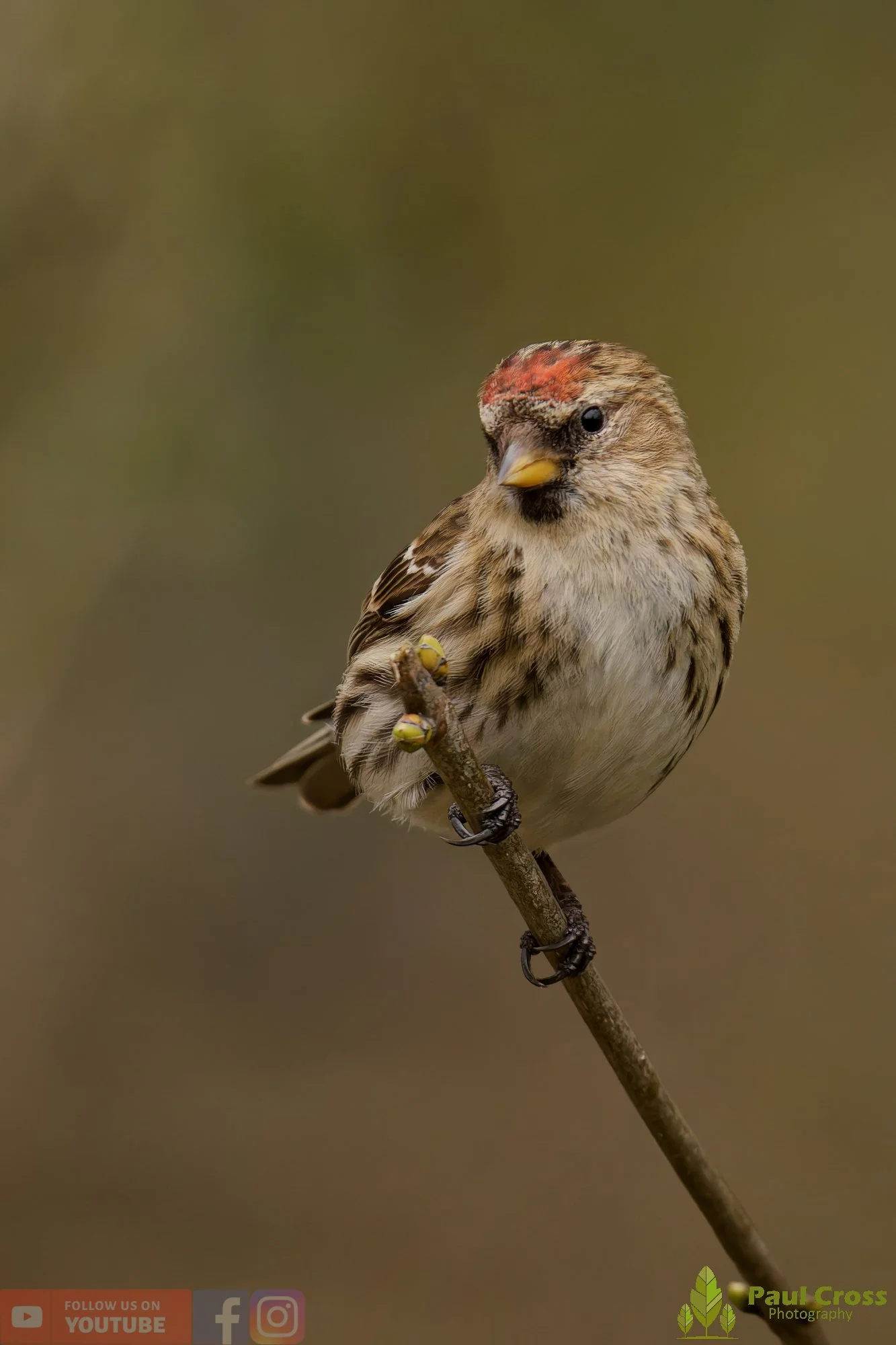 Common Redpoll-00209.jpg