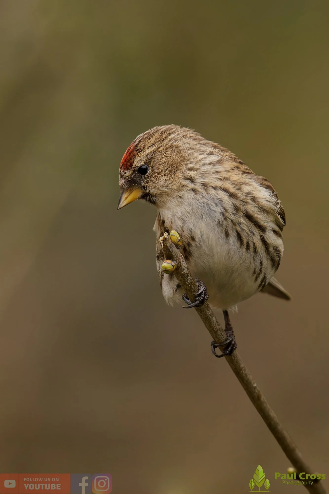 Common Redpoll-00210.jpg