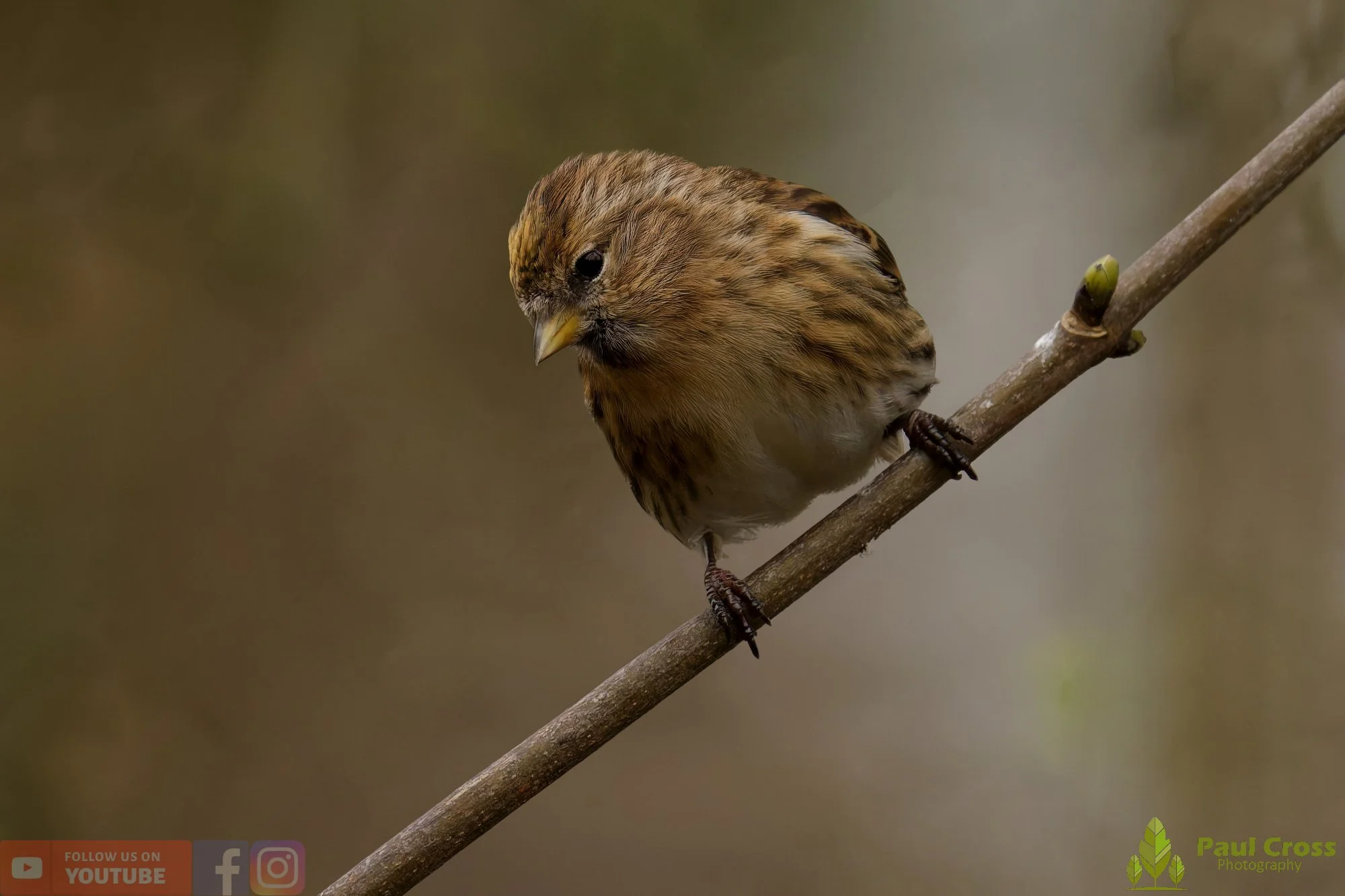 Common Redpoll-00211.jpg