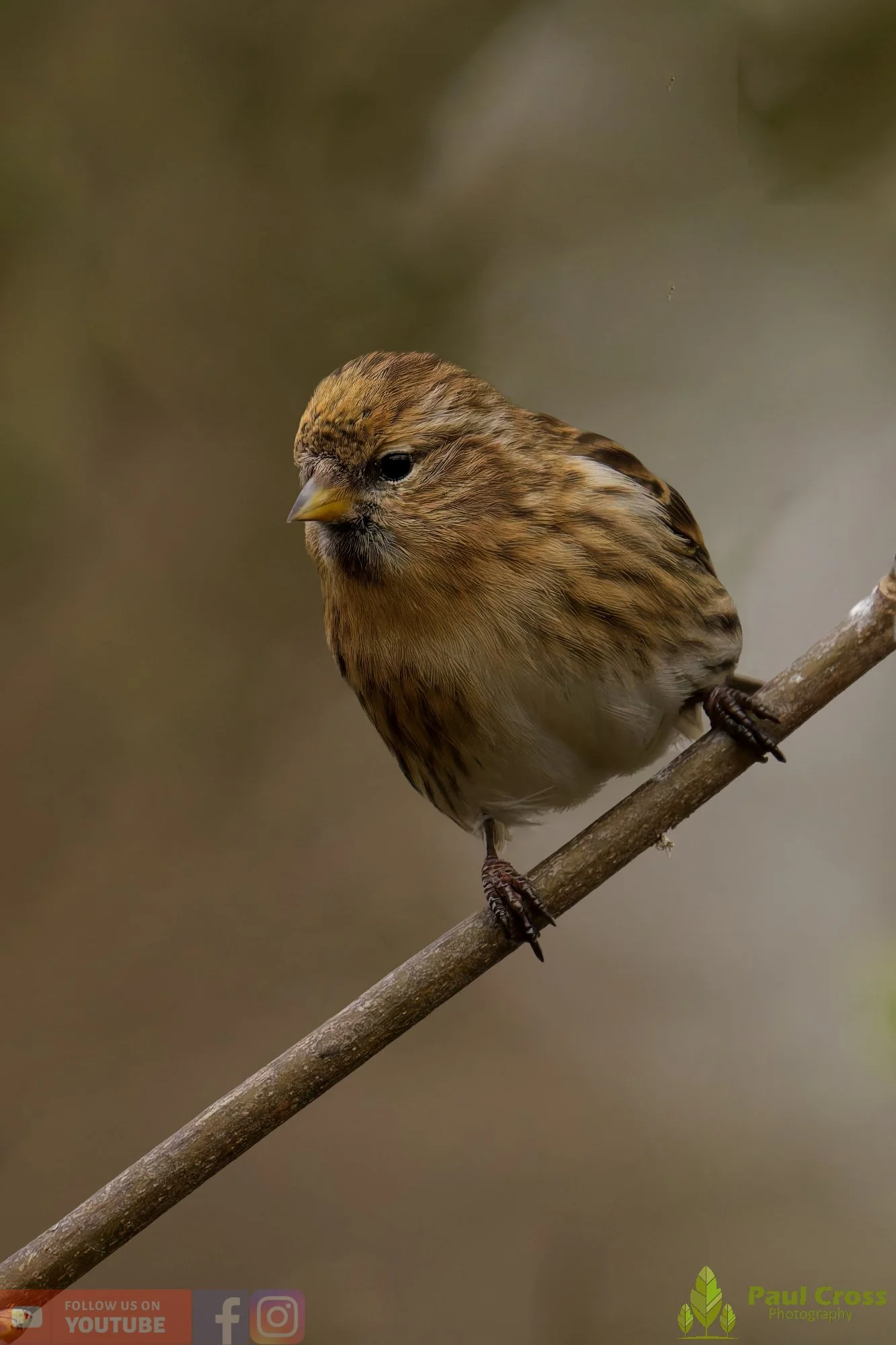 Common Redpoll-00212.jpg