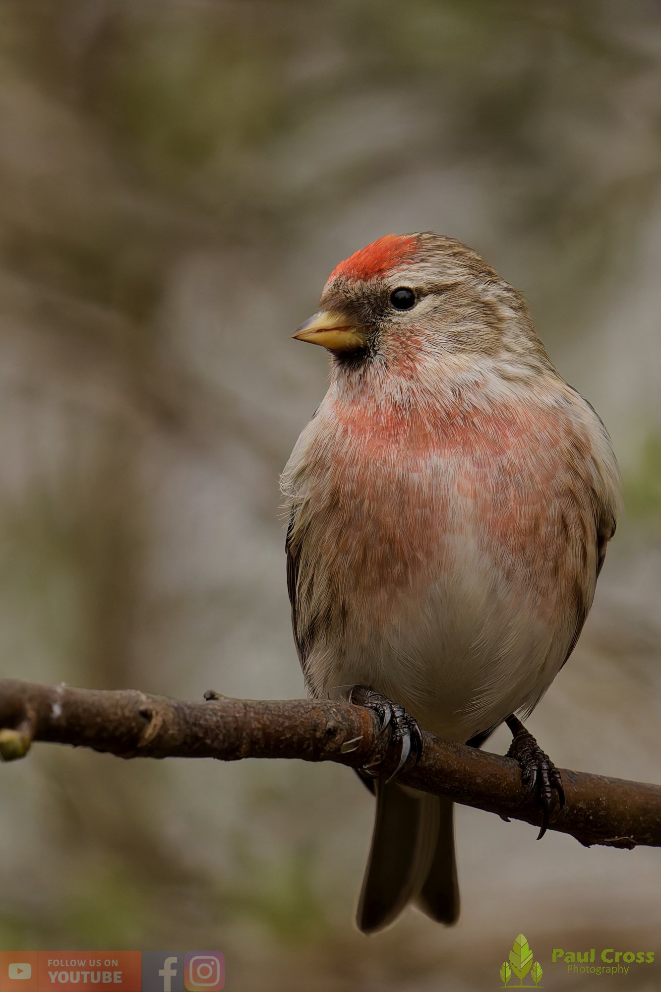 Common Redpoll-00213.jpg