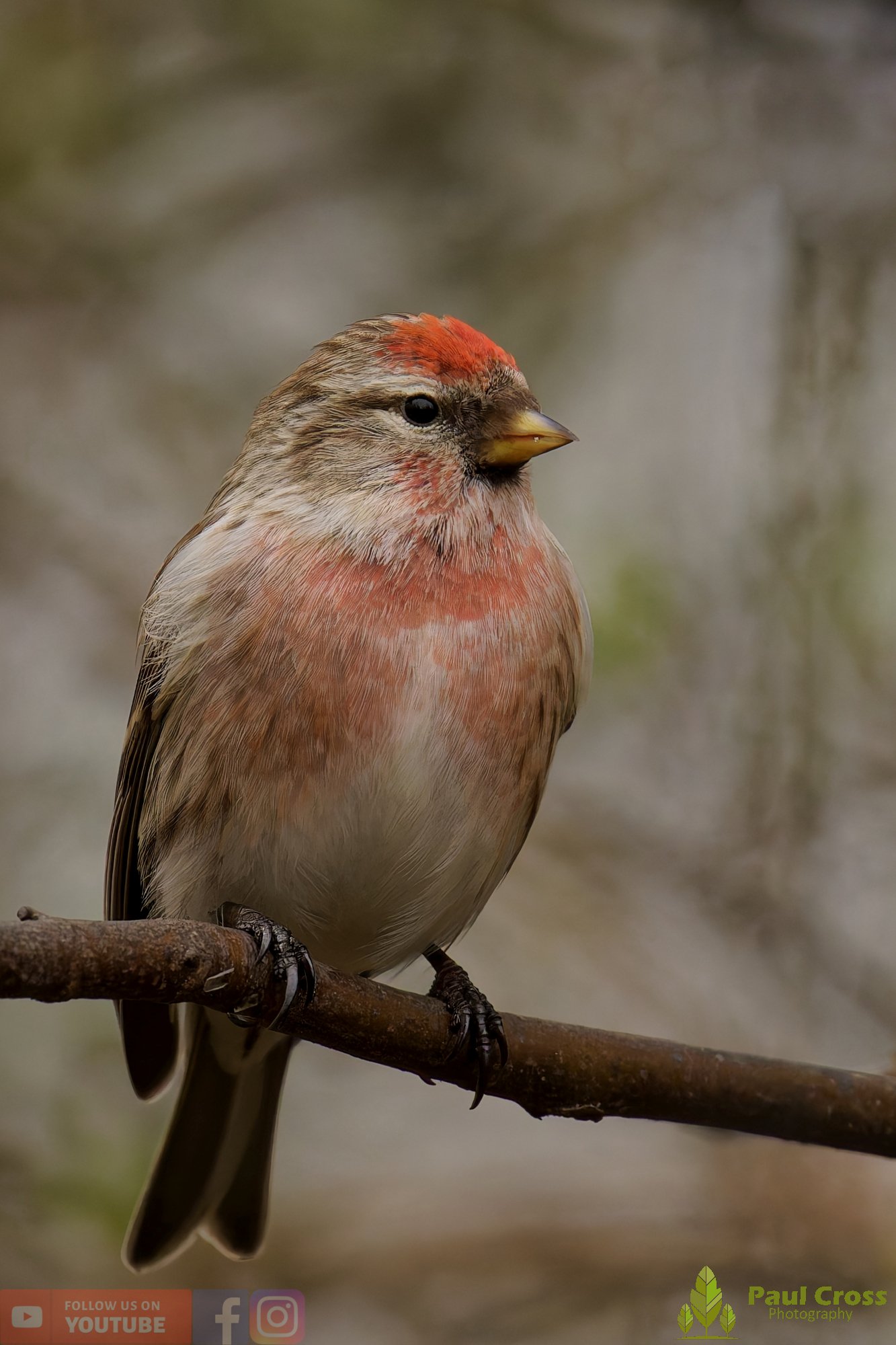 Common Redpoll-00214.jpg