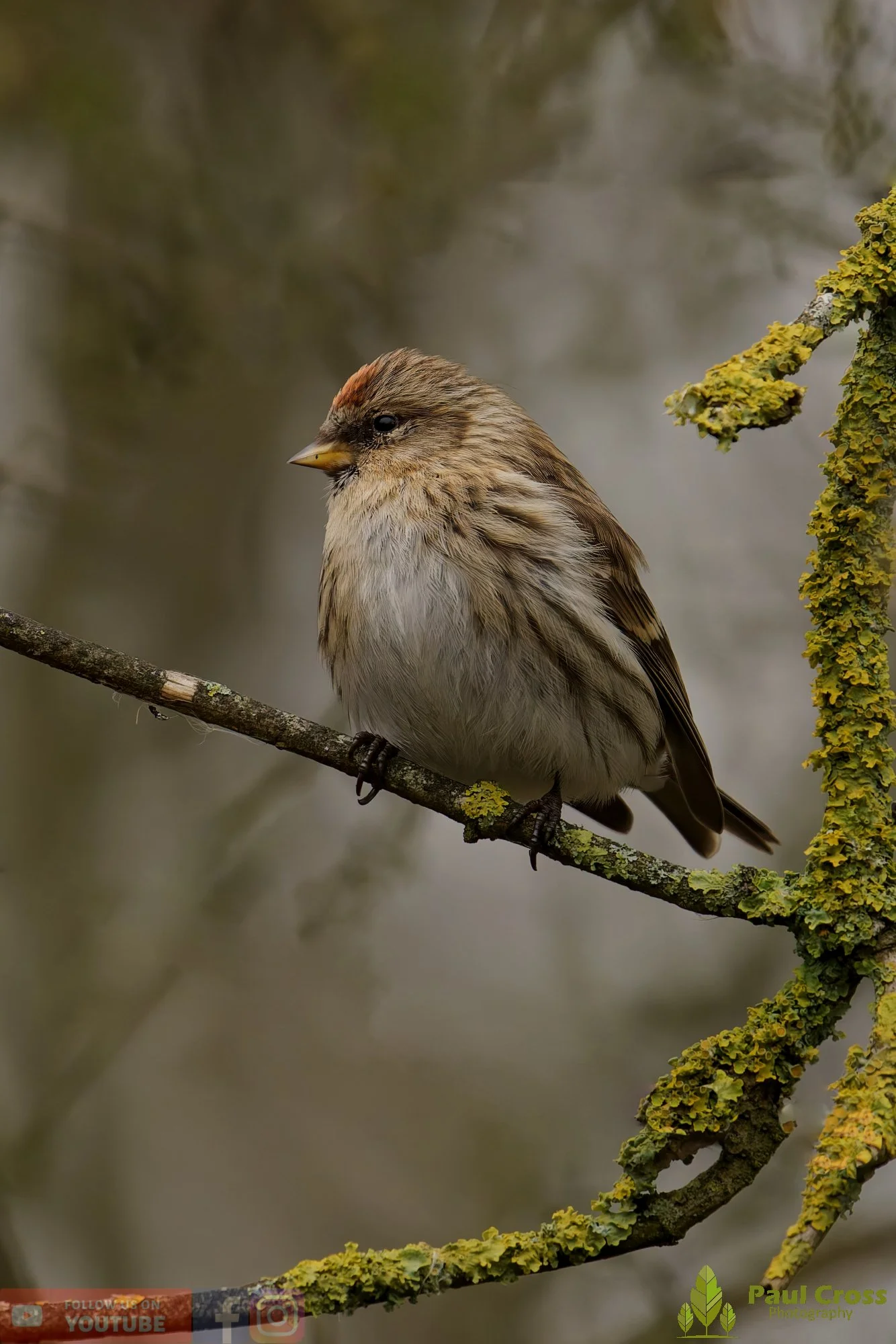 Common Redpoll-00215.jpg