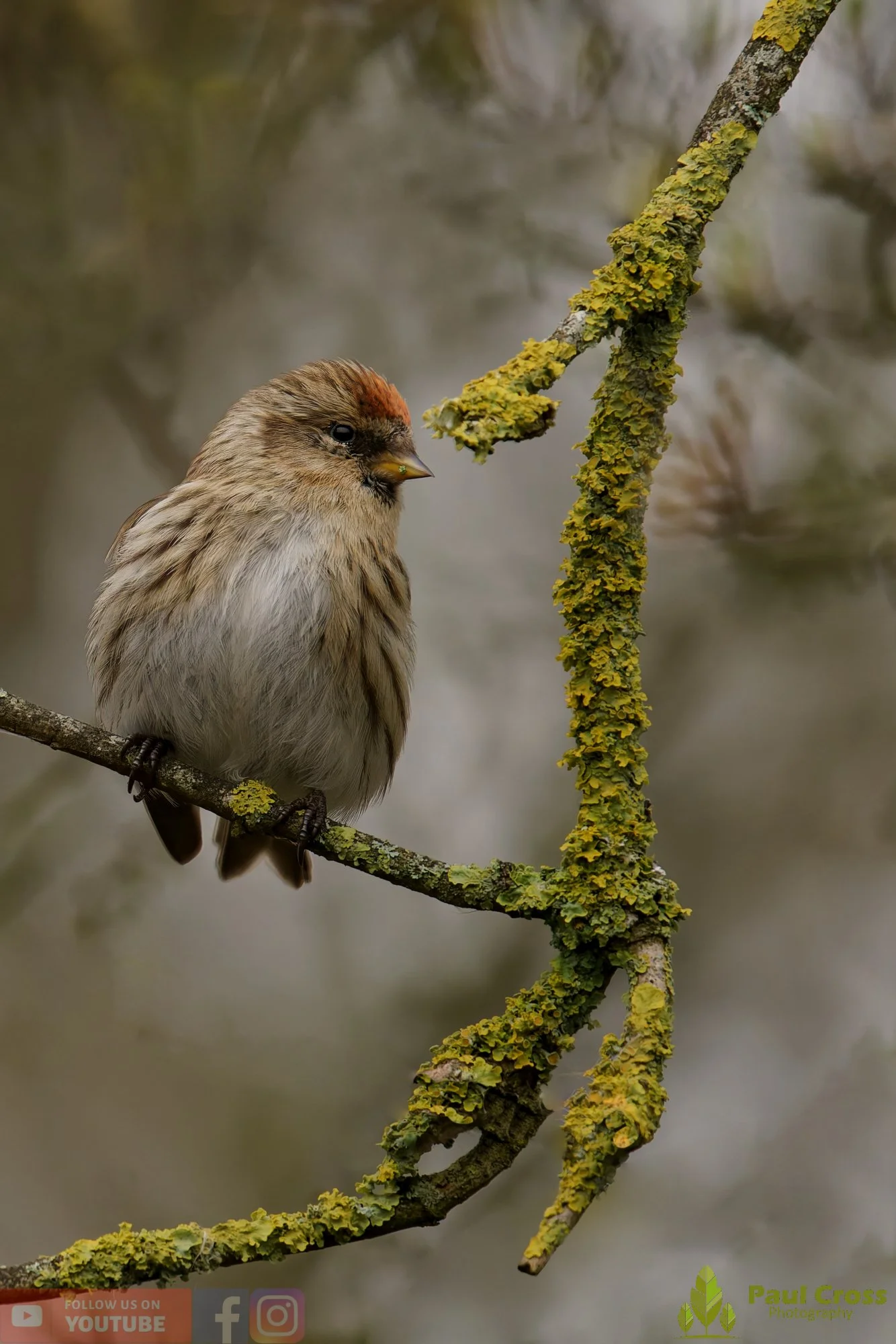 Common Redpoll-00216.jpg