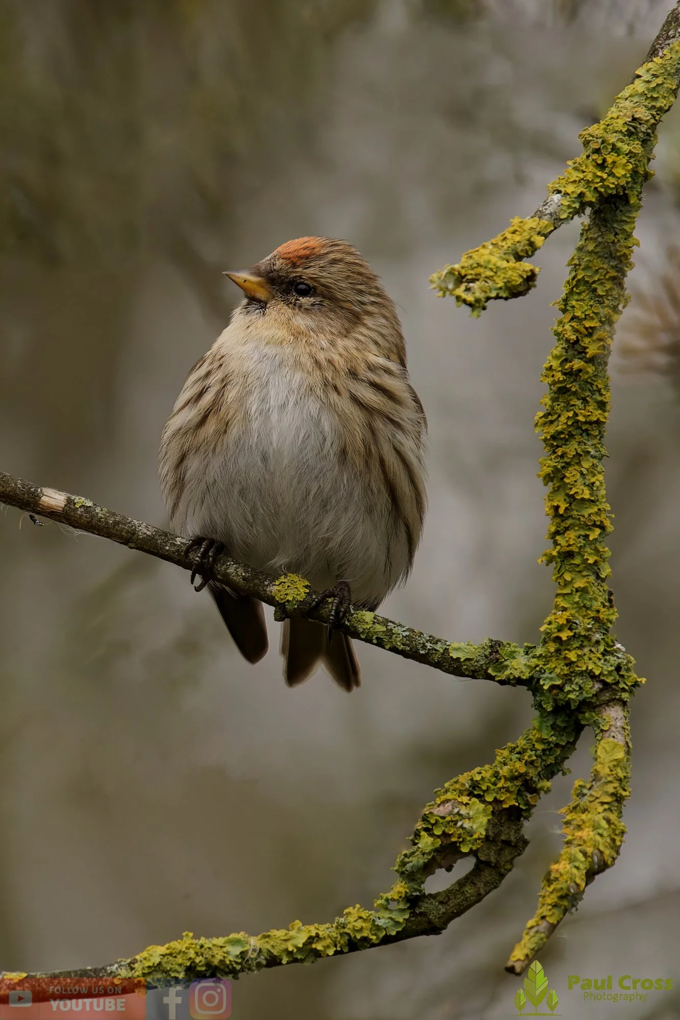 Common Redpoll-00217.jpg