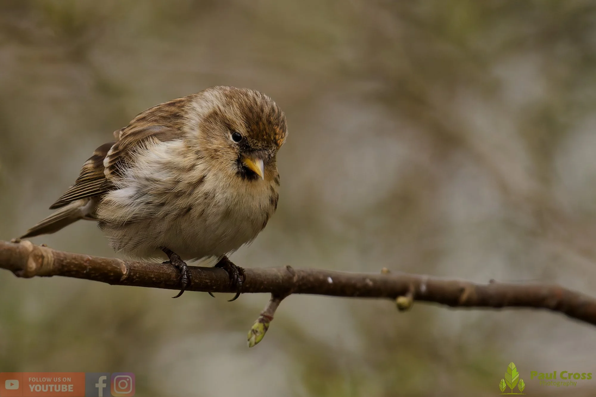Common Redpoll-00218.jpg