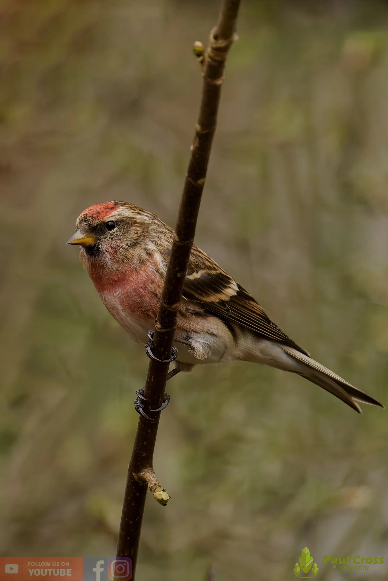 Common Redpoll-00219.jpg