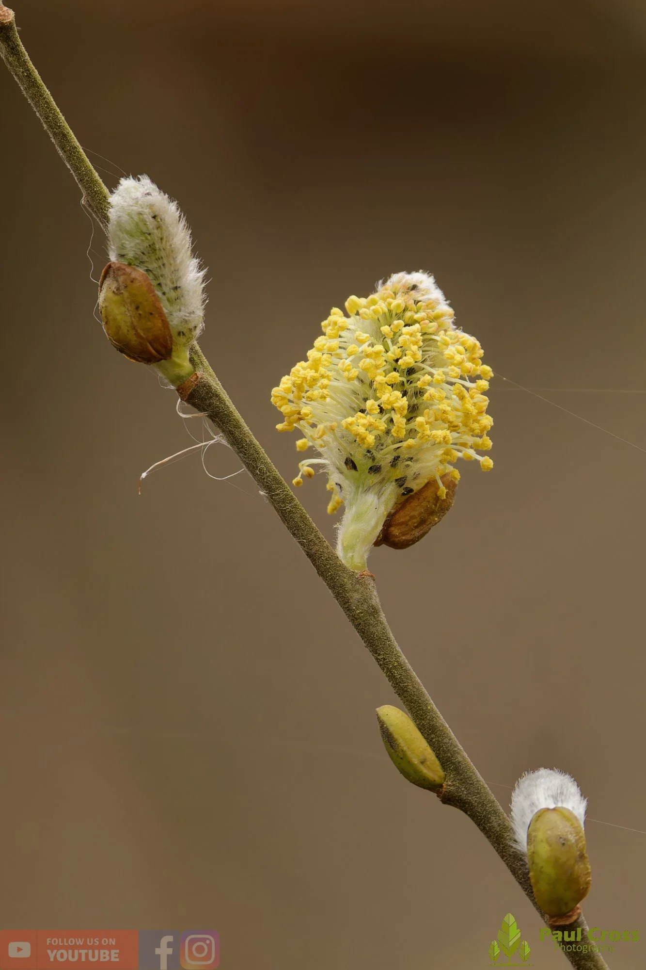 Goat Willow-00007.jpg