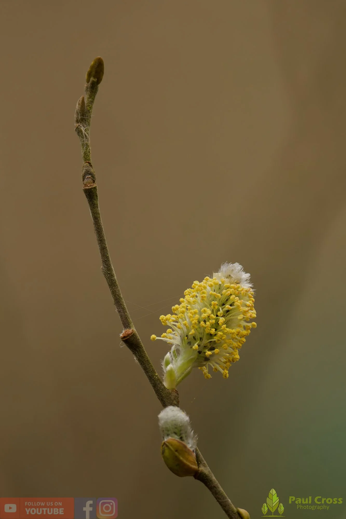 Goat Willow-00008.jpg