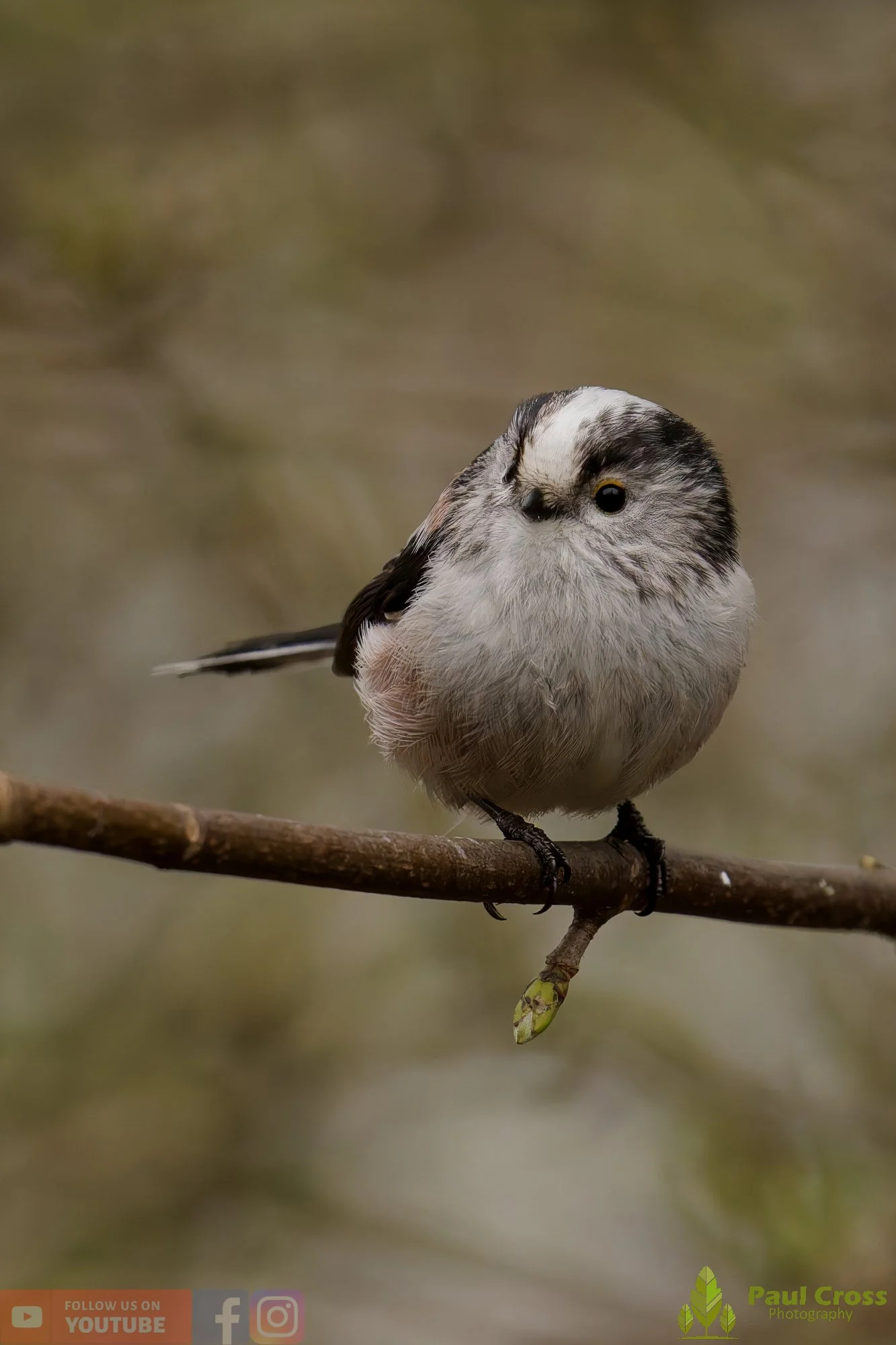 Long Tailed Tit-00378.jpg