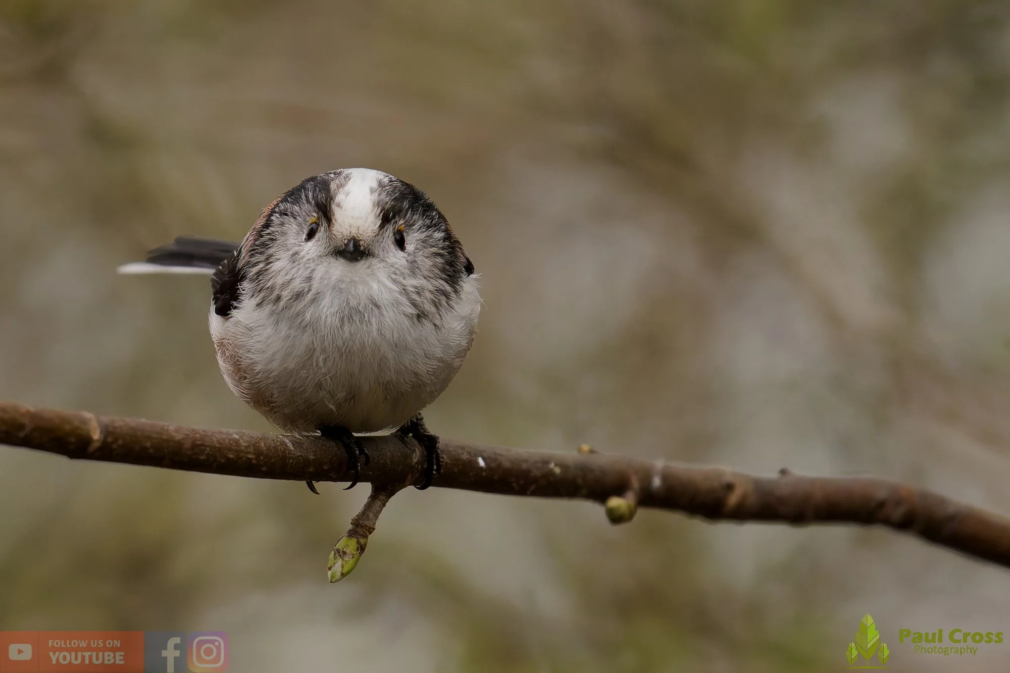 Long Tailed Tit-00379.jpg