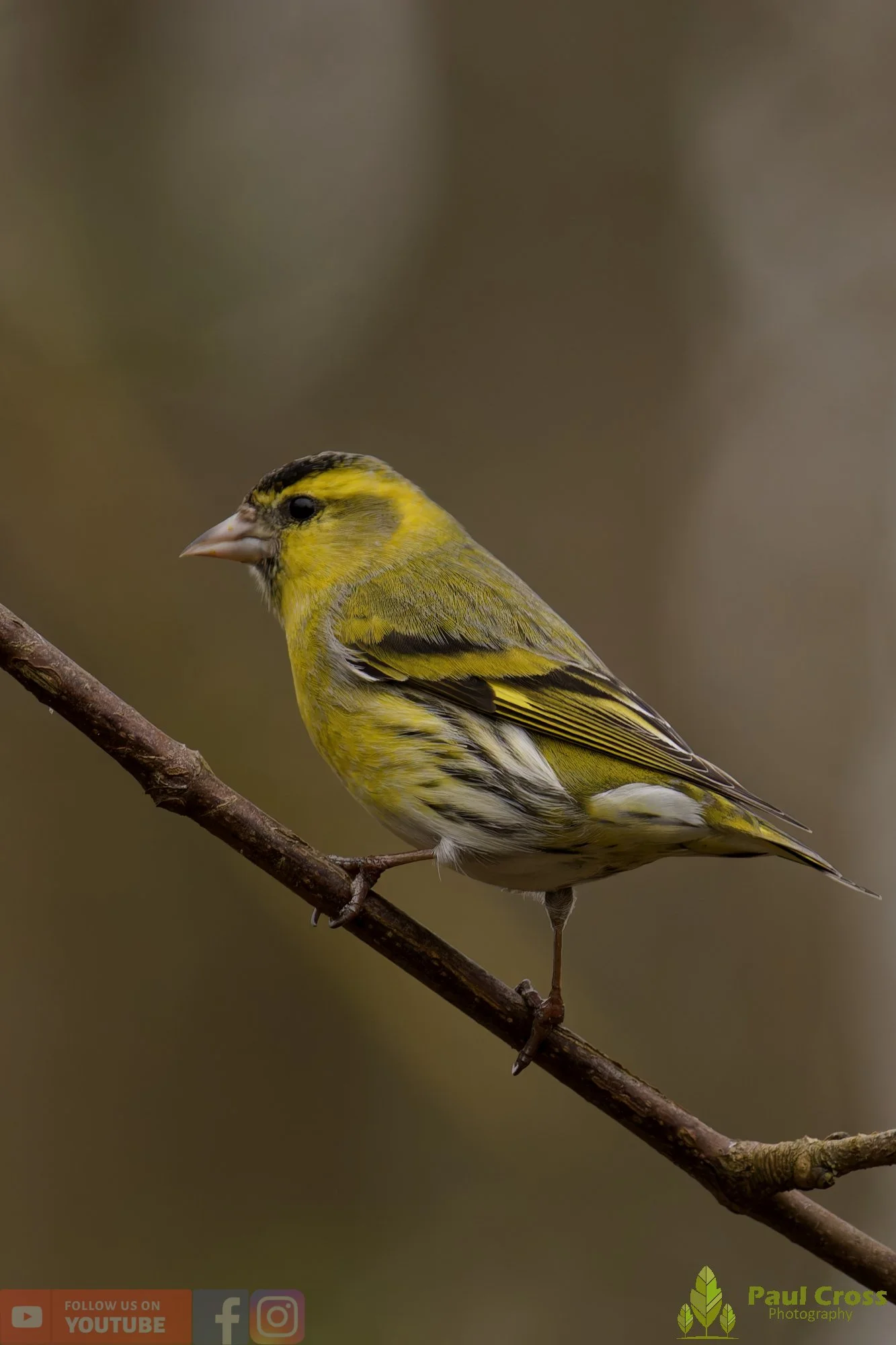 Siskin-00430.jpg