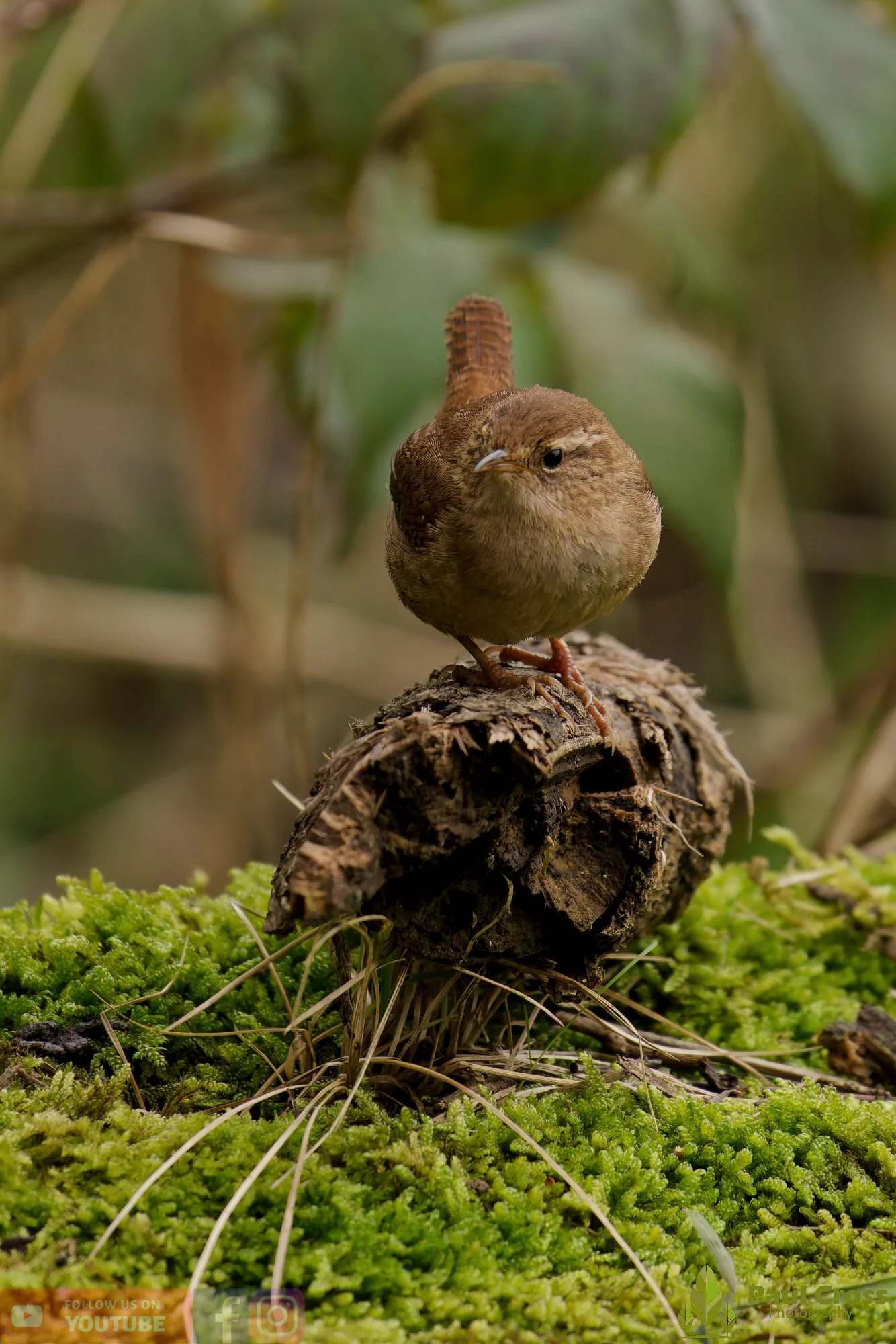 Wren-00592.jpg