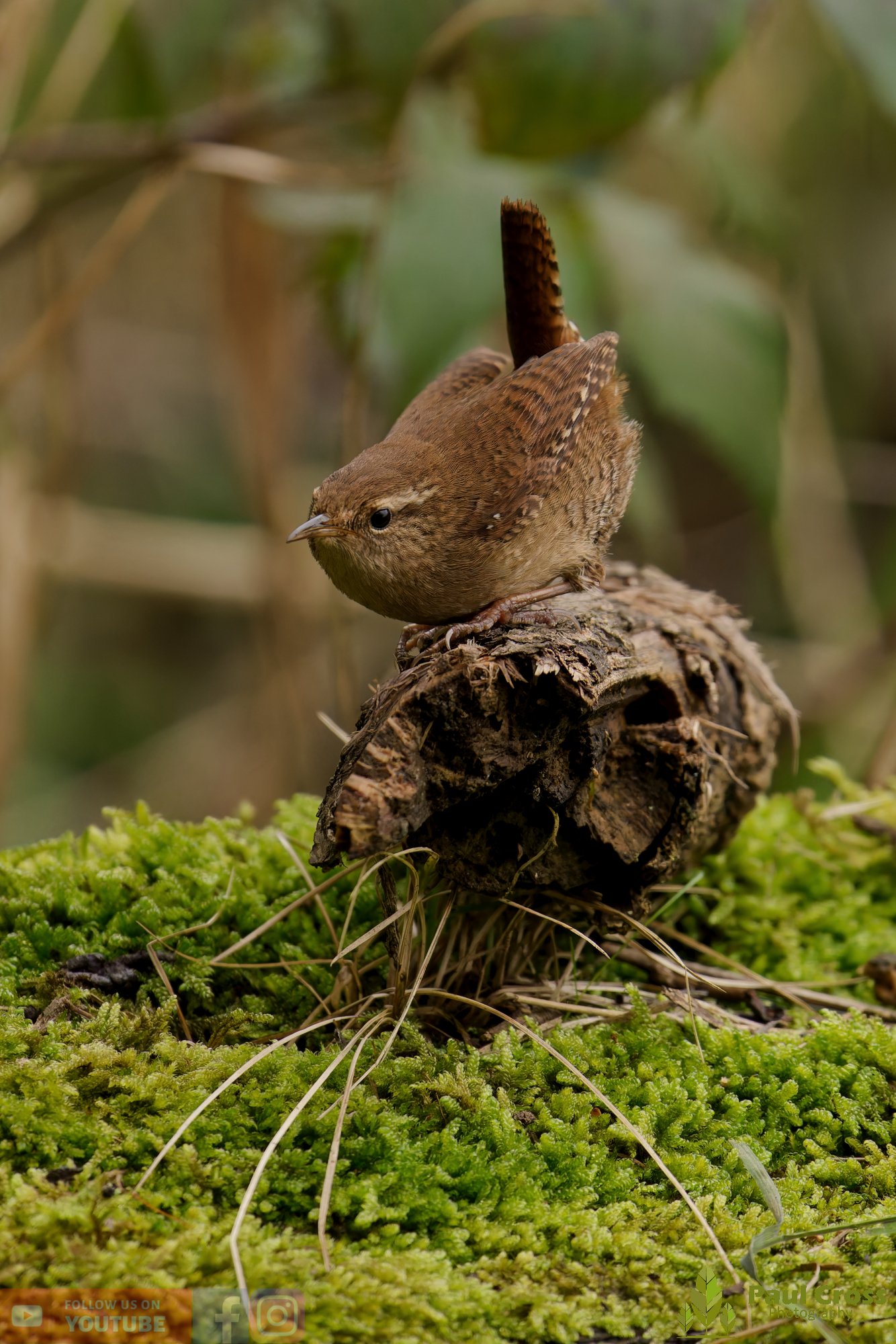 Wren-00594.jpg