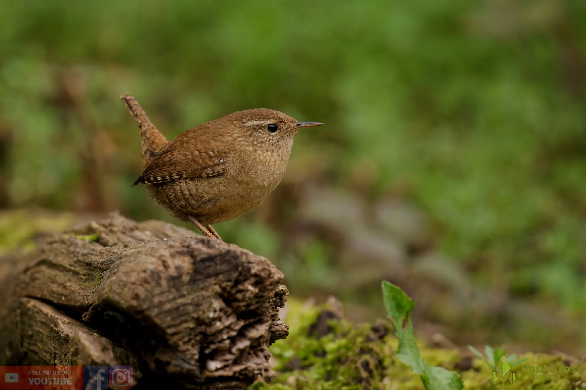 Wren-00596.jpg