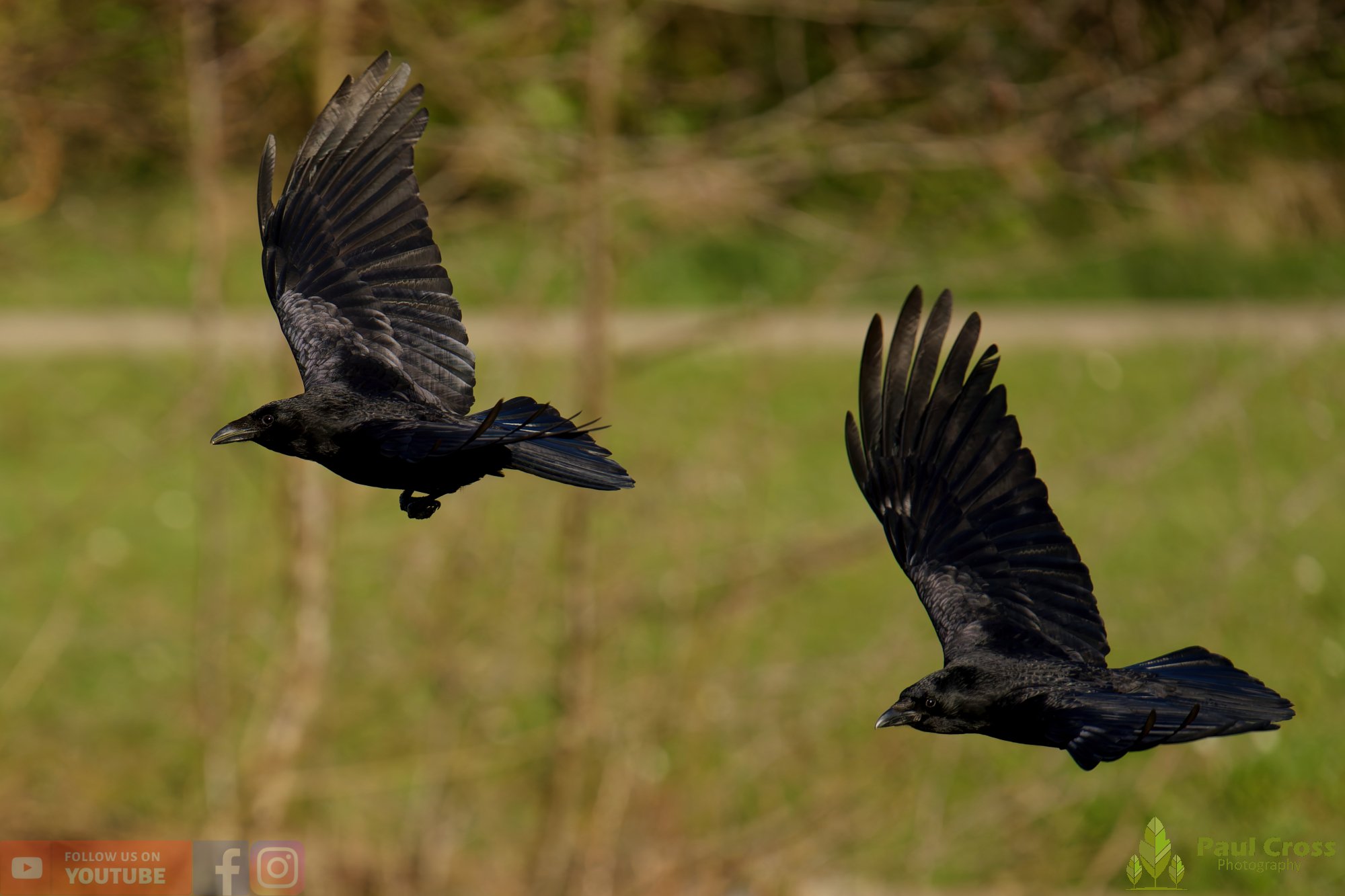 Carrion Crow-00131.jpg