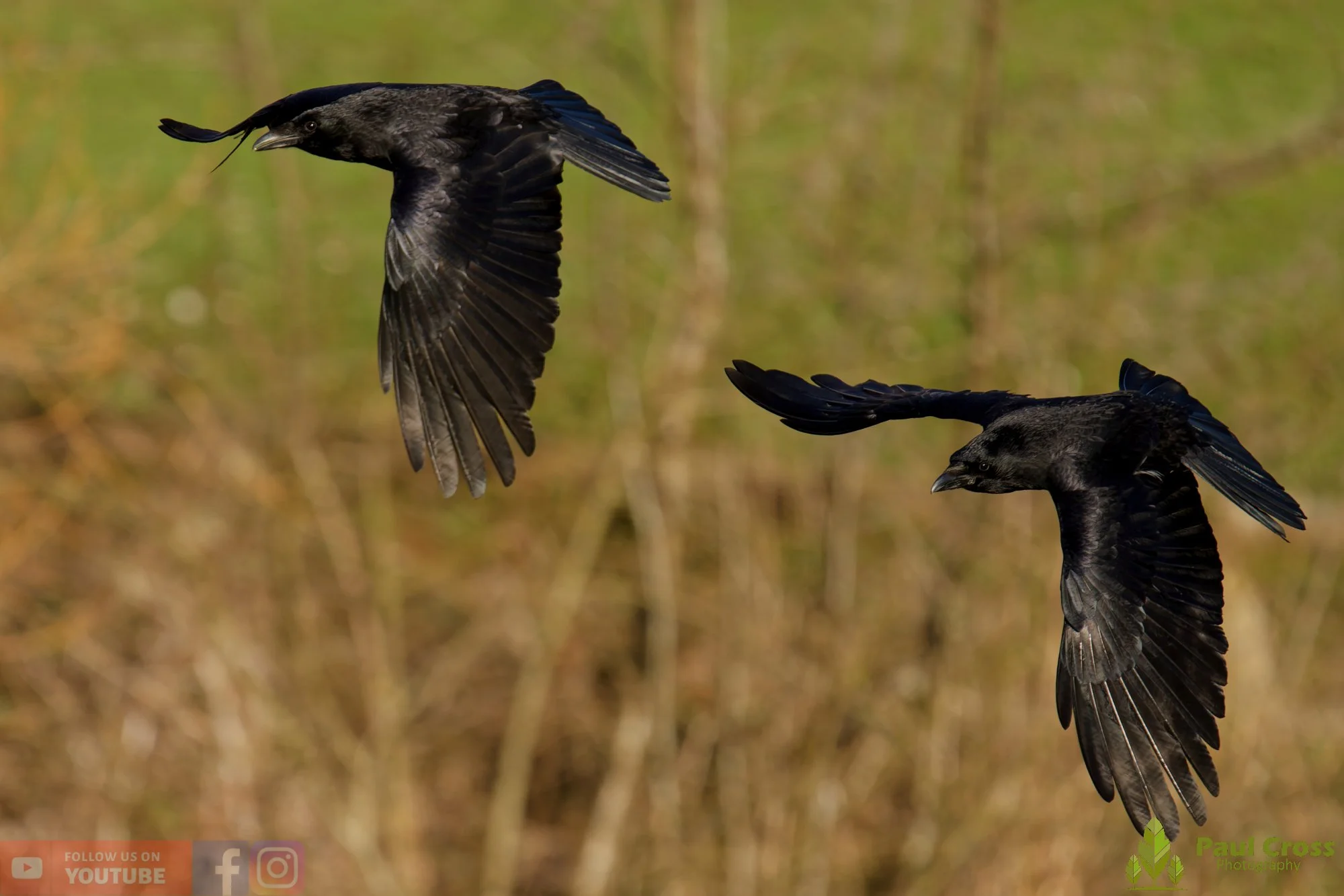 Carrion Crow-00132.jpg
