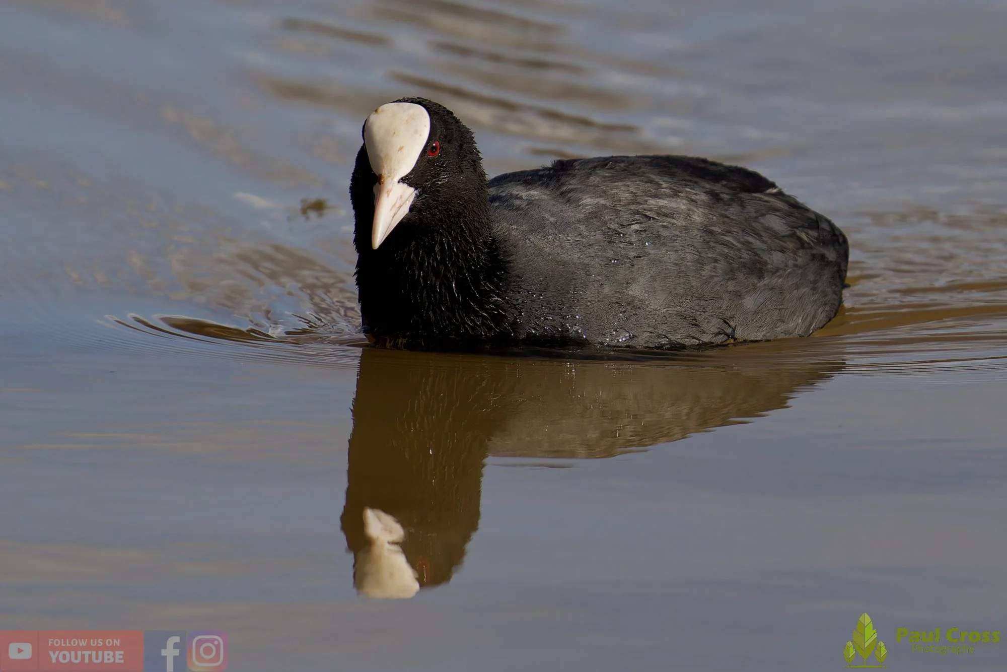 Coot-00594.jpg
