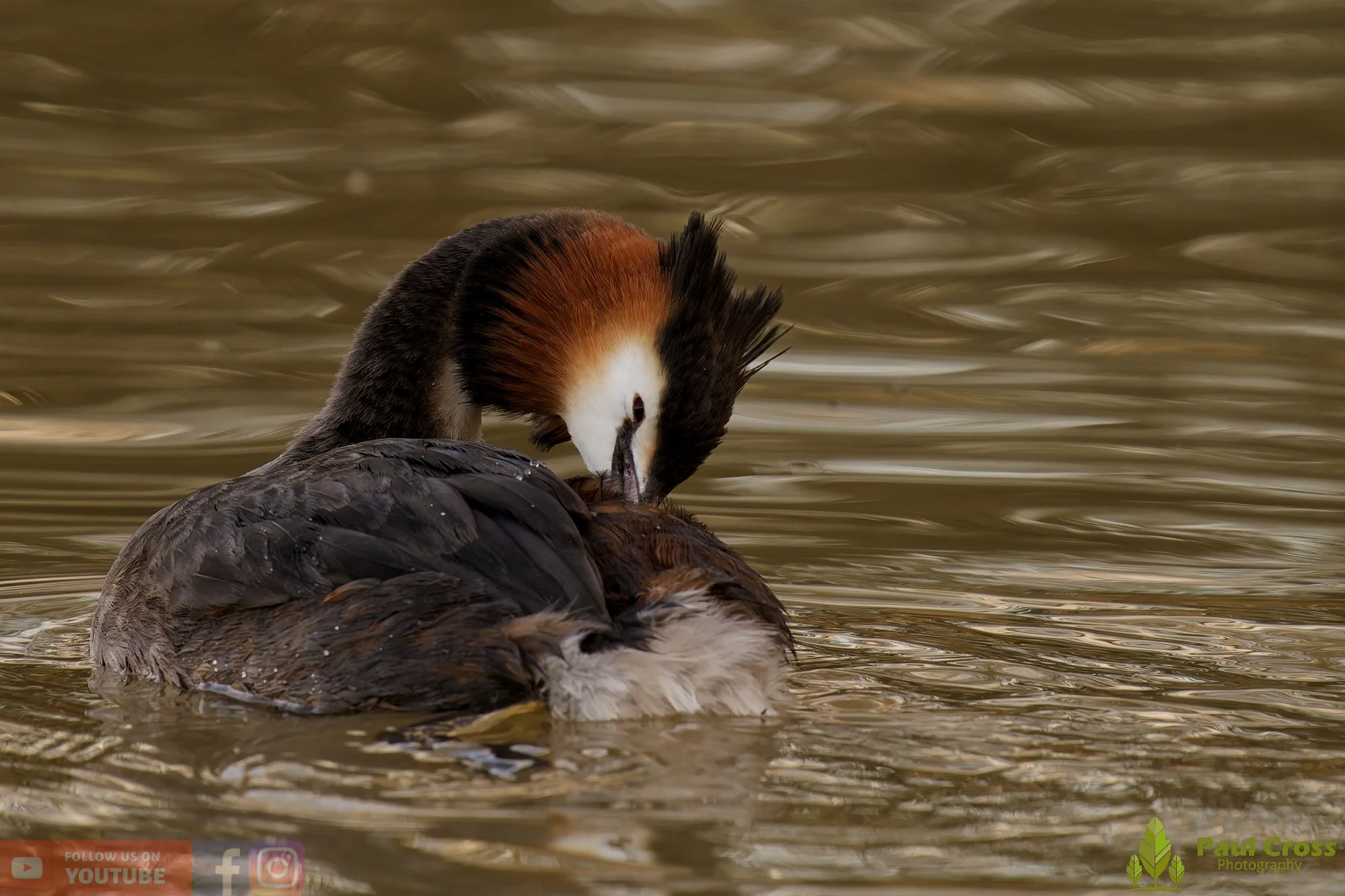 Great Crested Grebe-01060.jpg