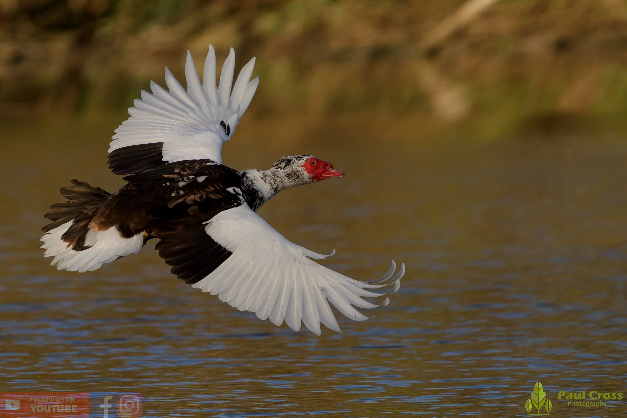 Muscovy Duck-00004.jpg