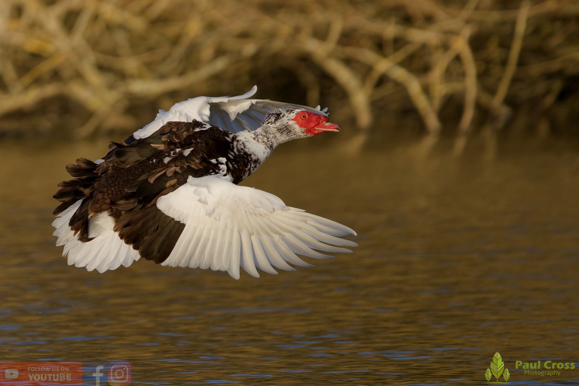 Muscovy Duck-00005.jpg