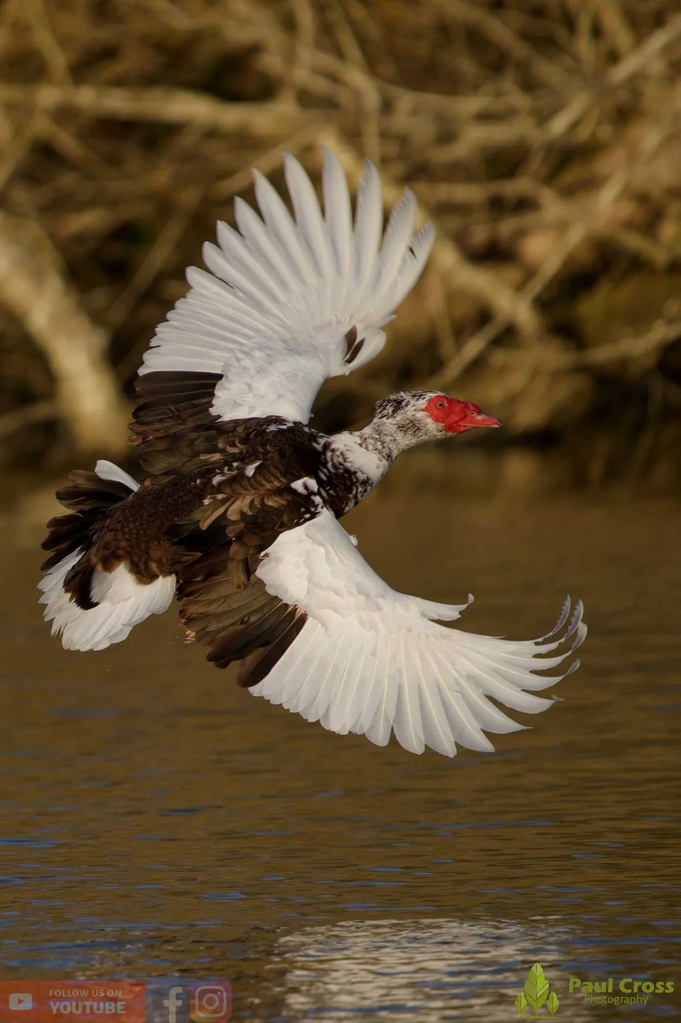 Muscovy Duck-00006.jpg