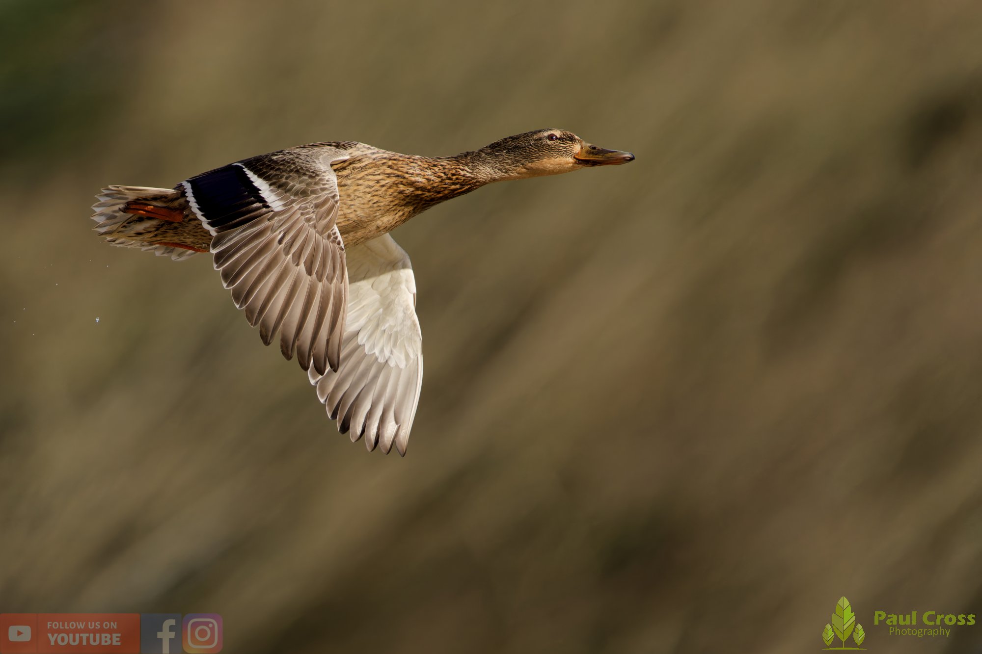 Mallard Duck-01230.jpg