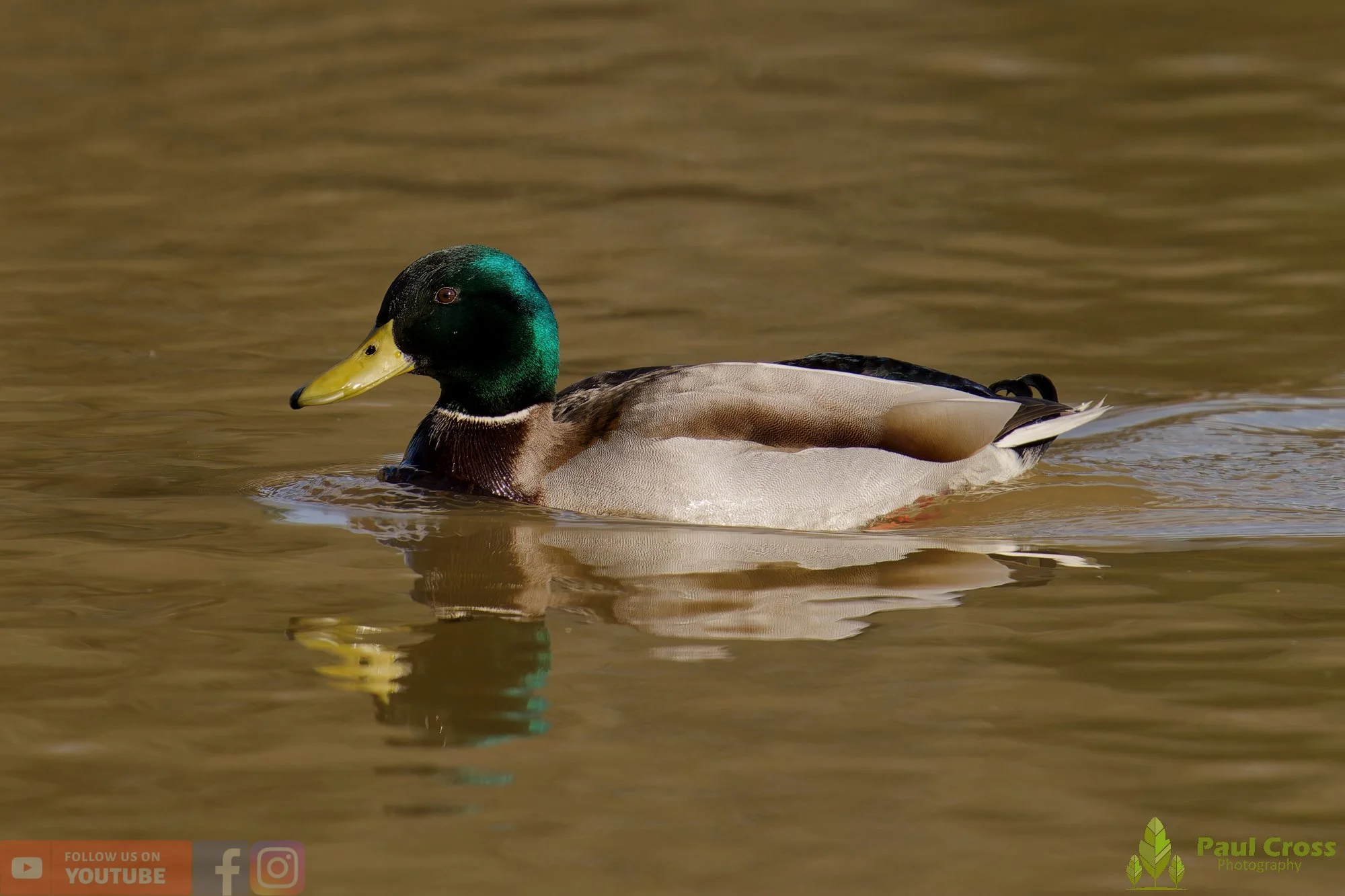 Mallard Duck-01228.jpg