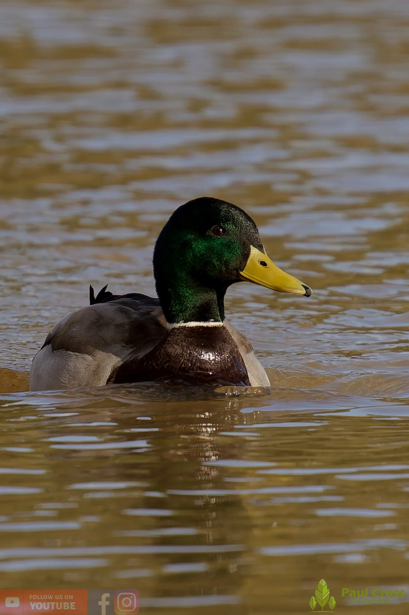 Mallard Duck-01231.jpg