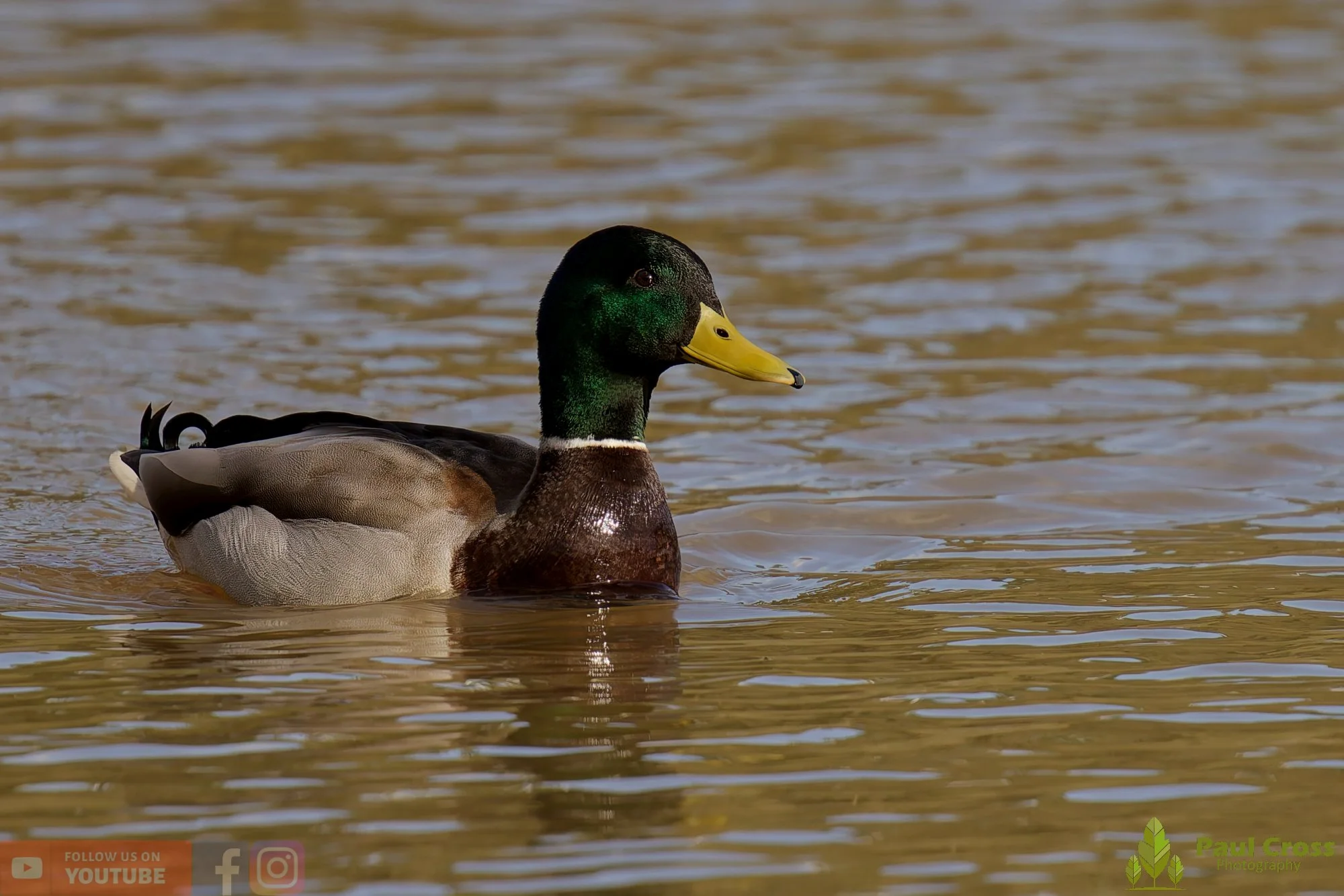 Mallard Duck-01232.jpg