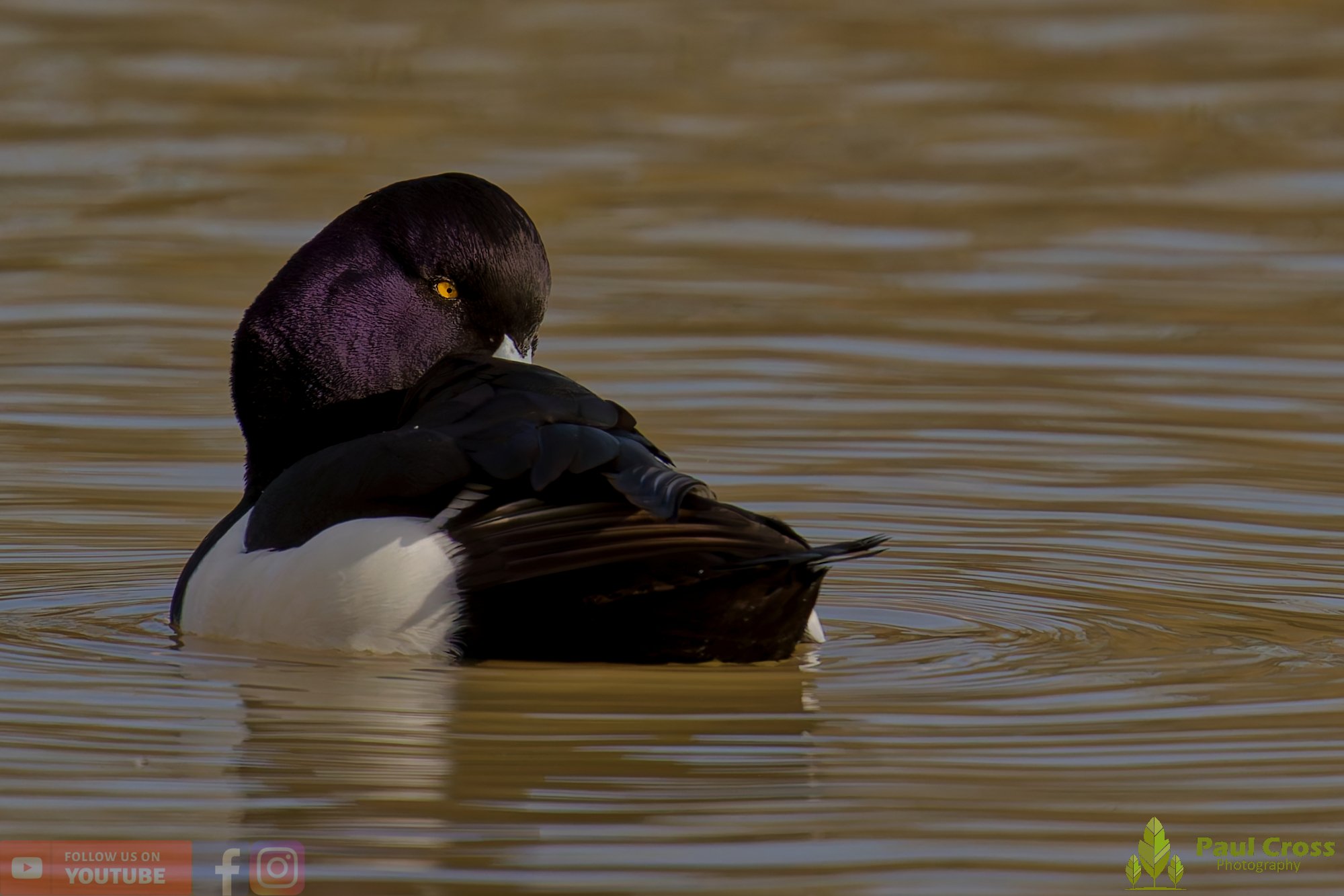 Tufted Duck-00251.jpg