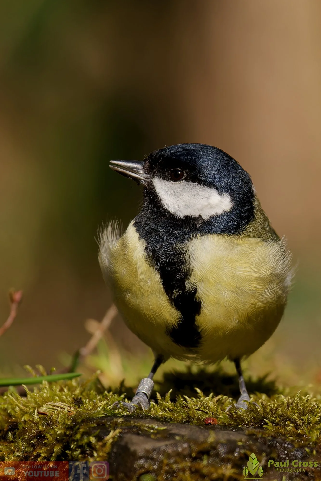 Great Tit-00349.jpg