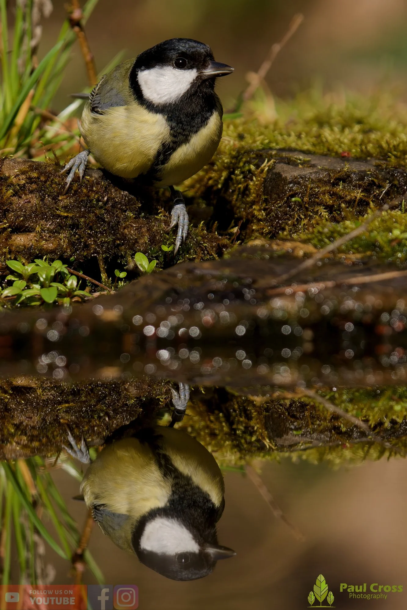 Great Tit-00351.jpg