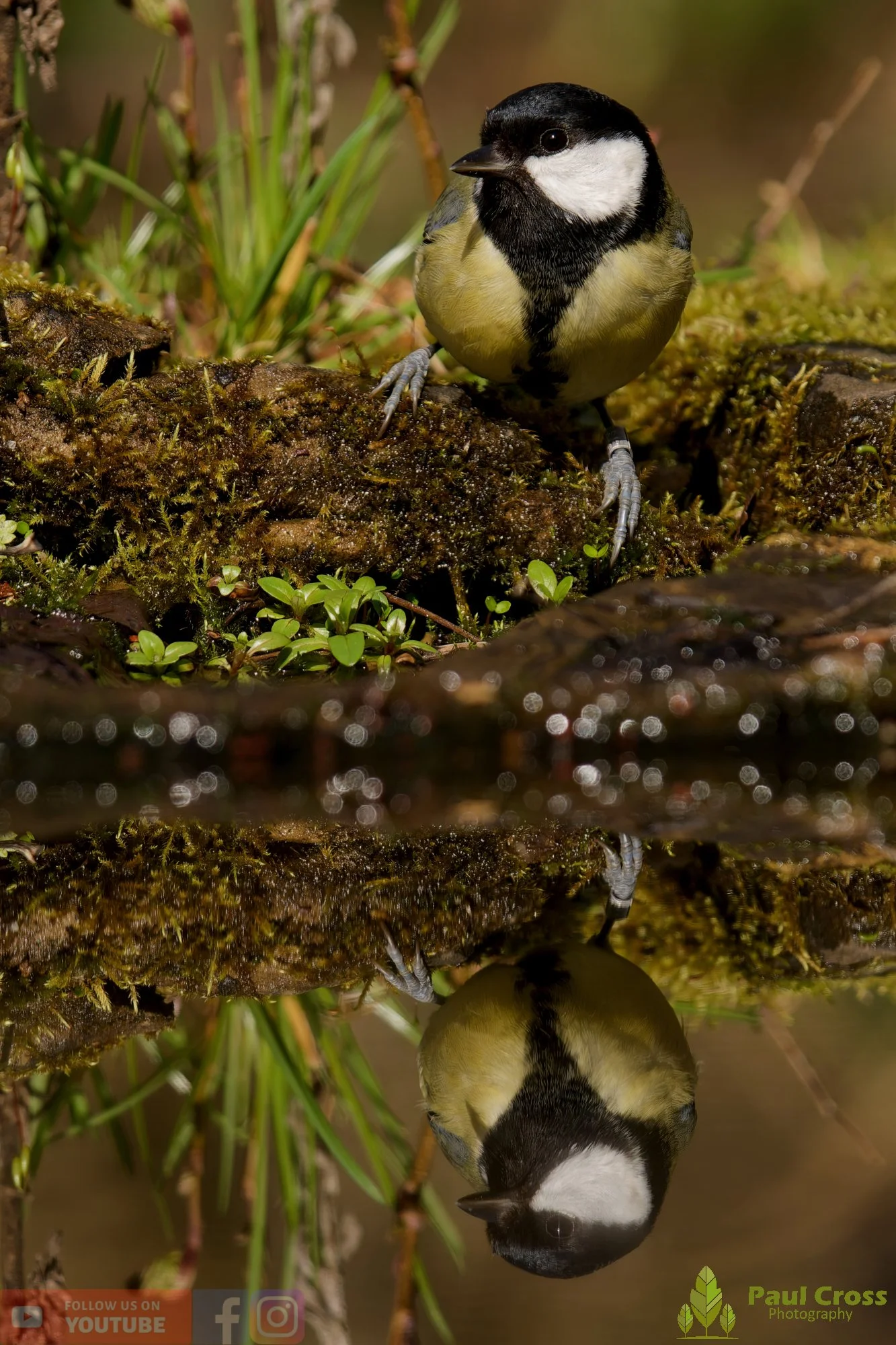 Great Tit-00353.jpg