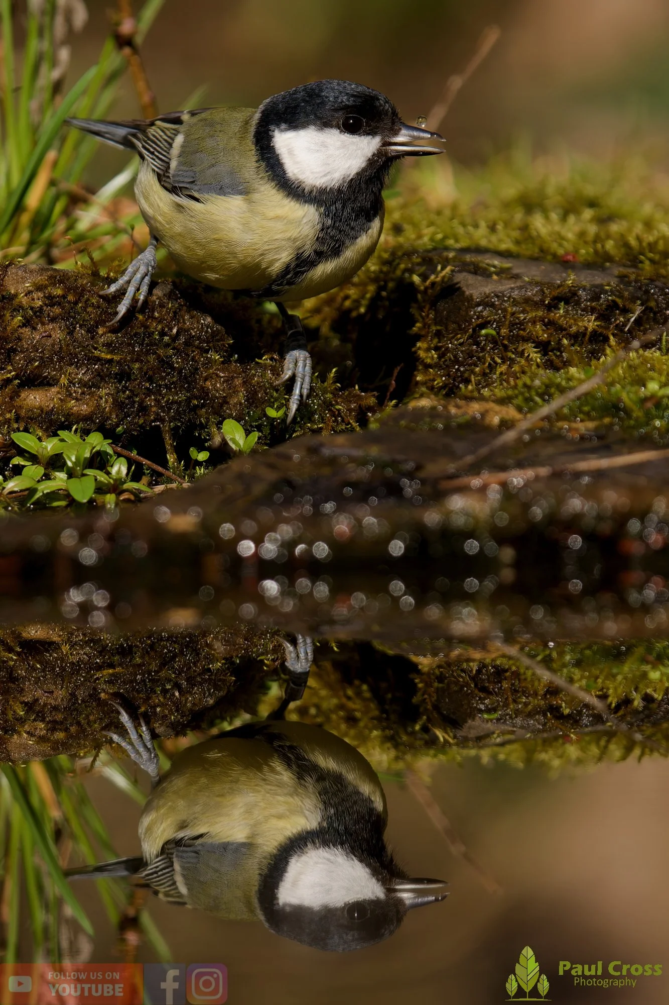 Great Tit-00354.jpg