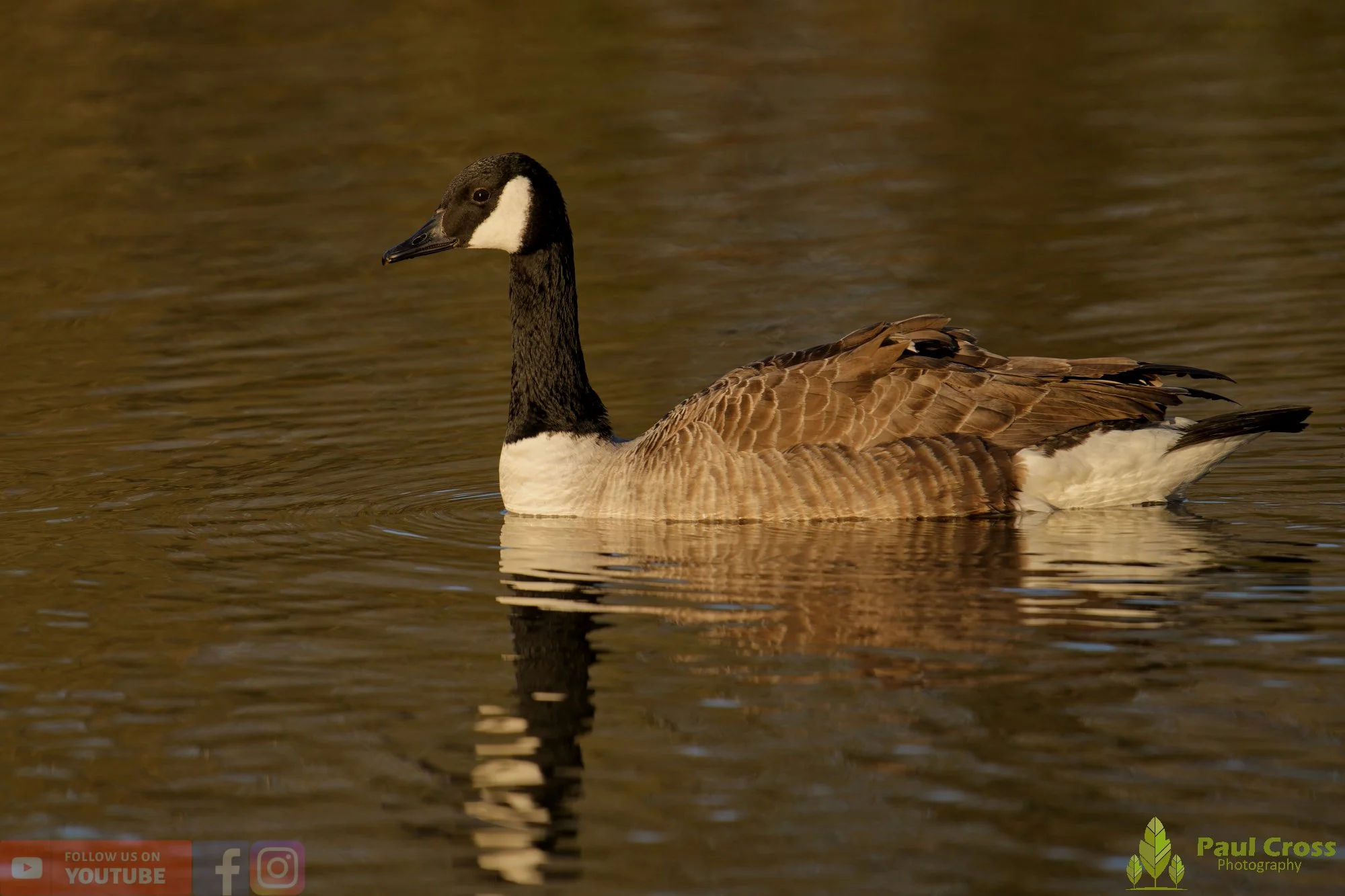 Canada Goose-00137.jpg