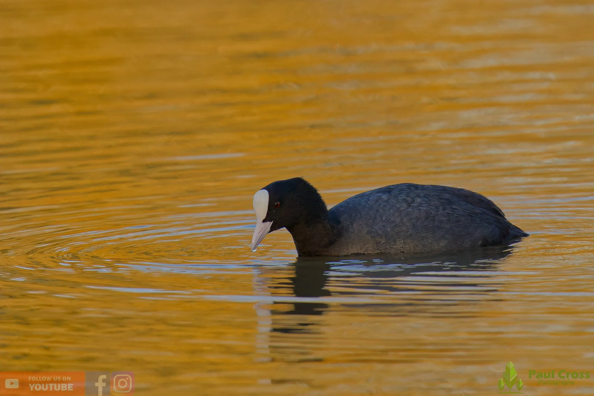 Coot-00595.jpg