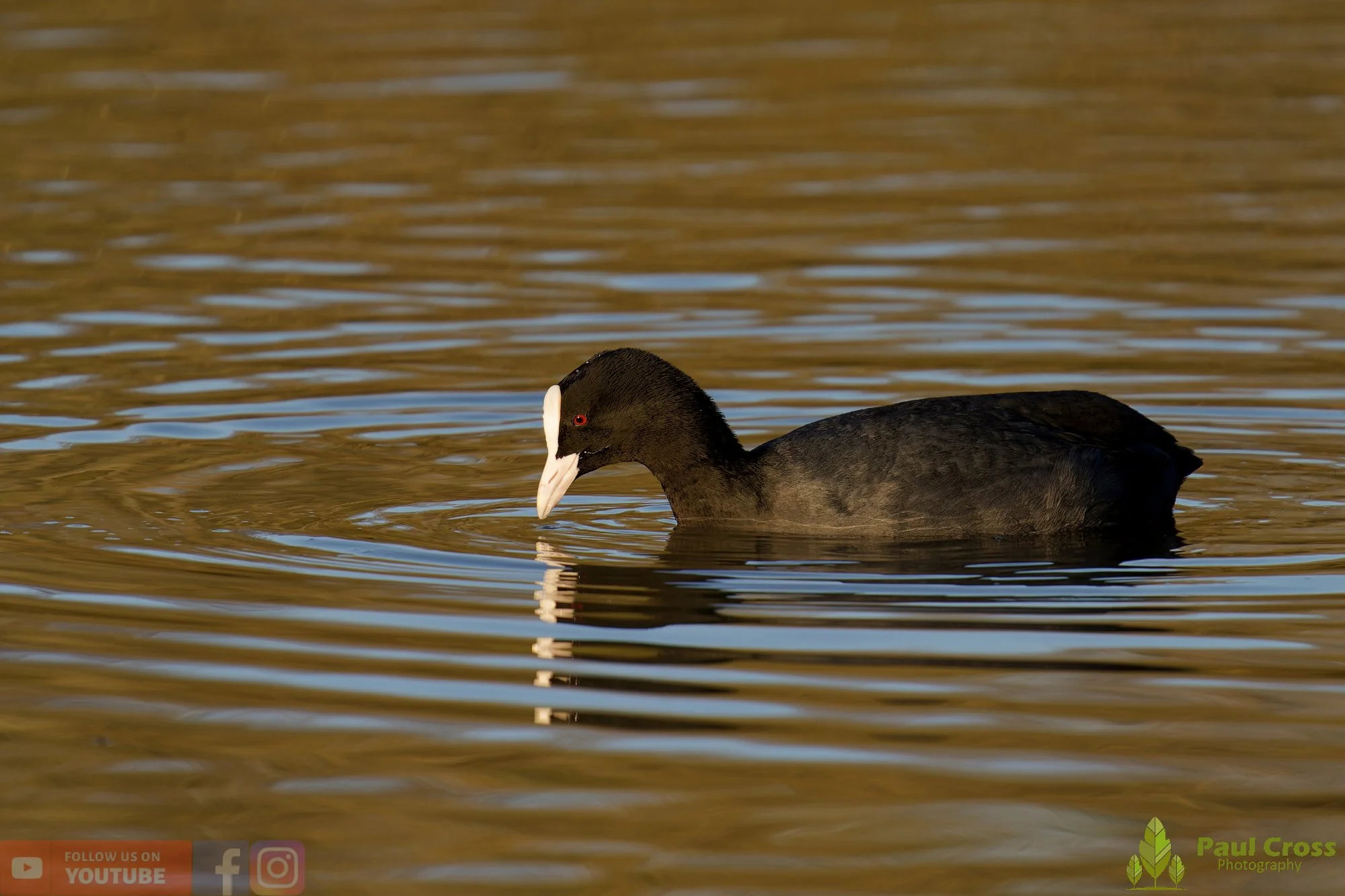Coot-00596.jpg